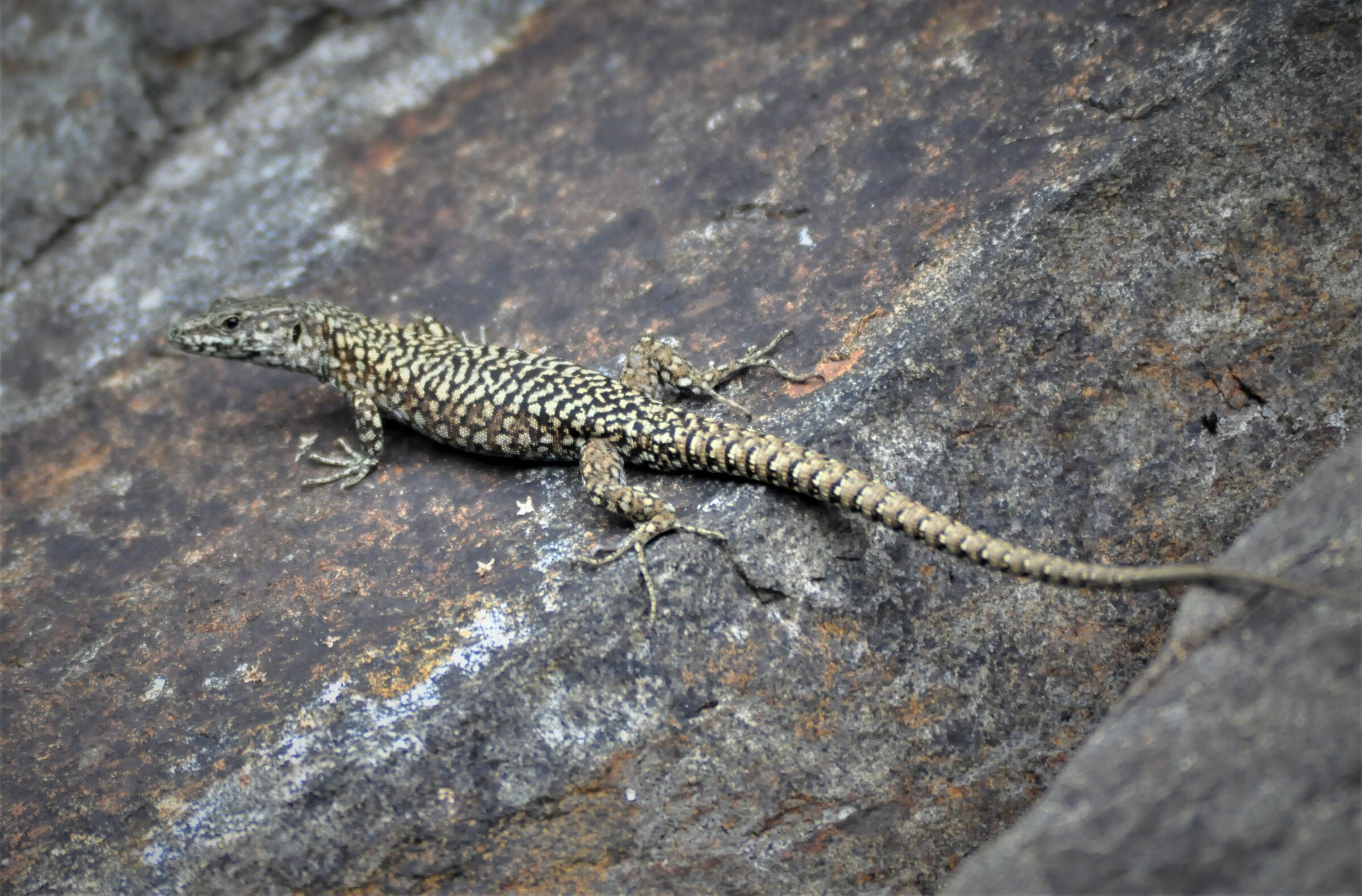 Lizard