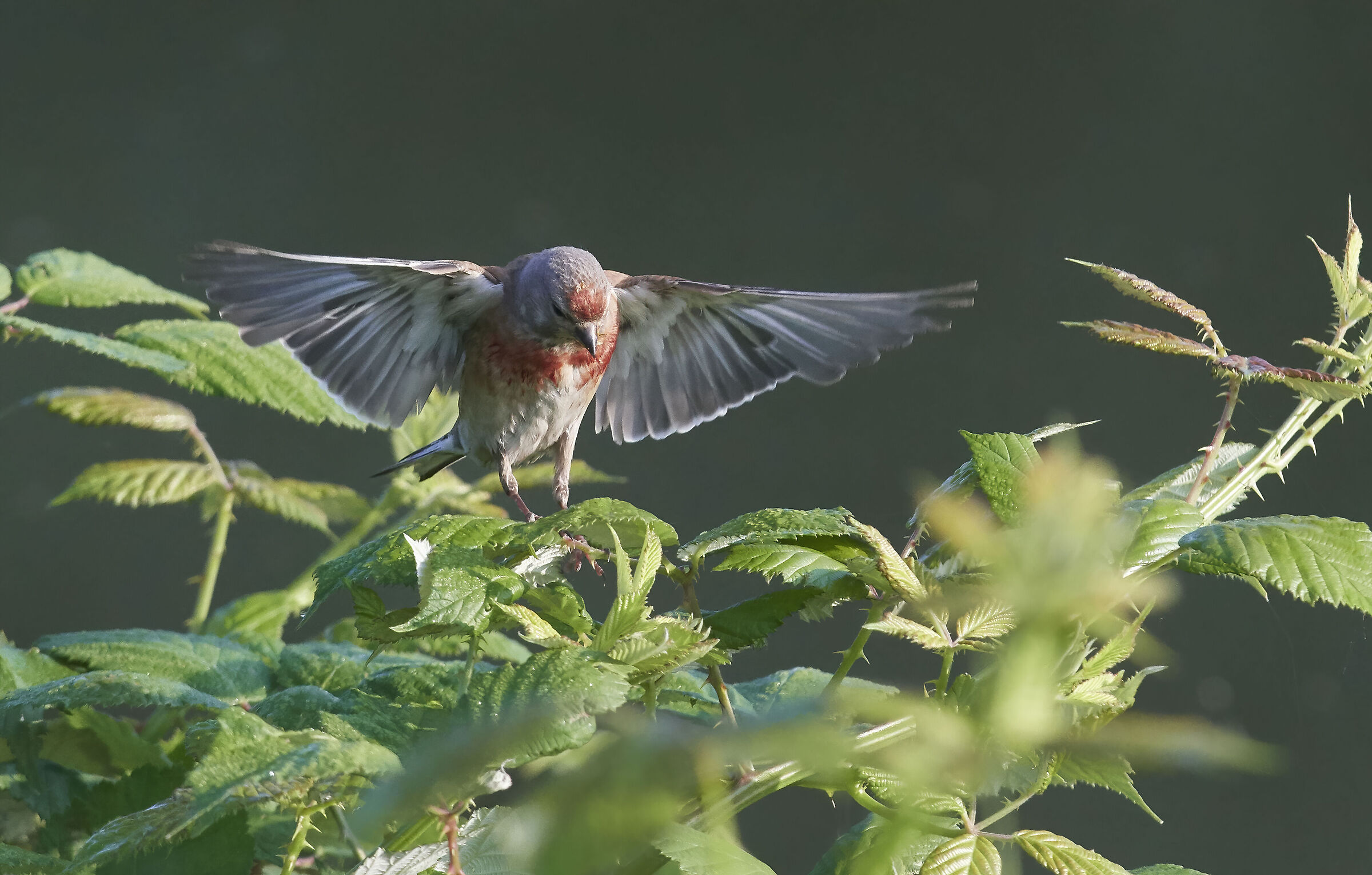 Common Linnet insect hunting