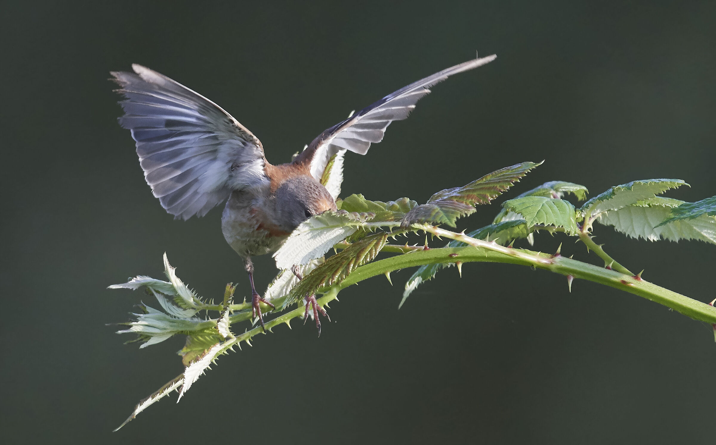 Common Linnet insect hunting II