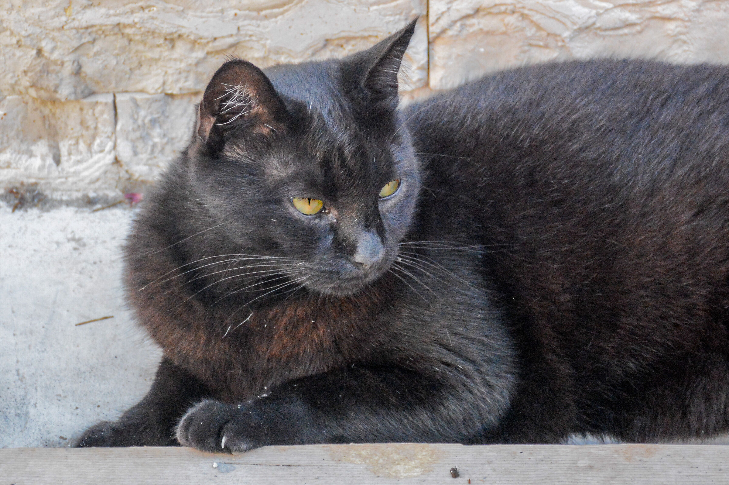 Gatto di Ponza