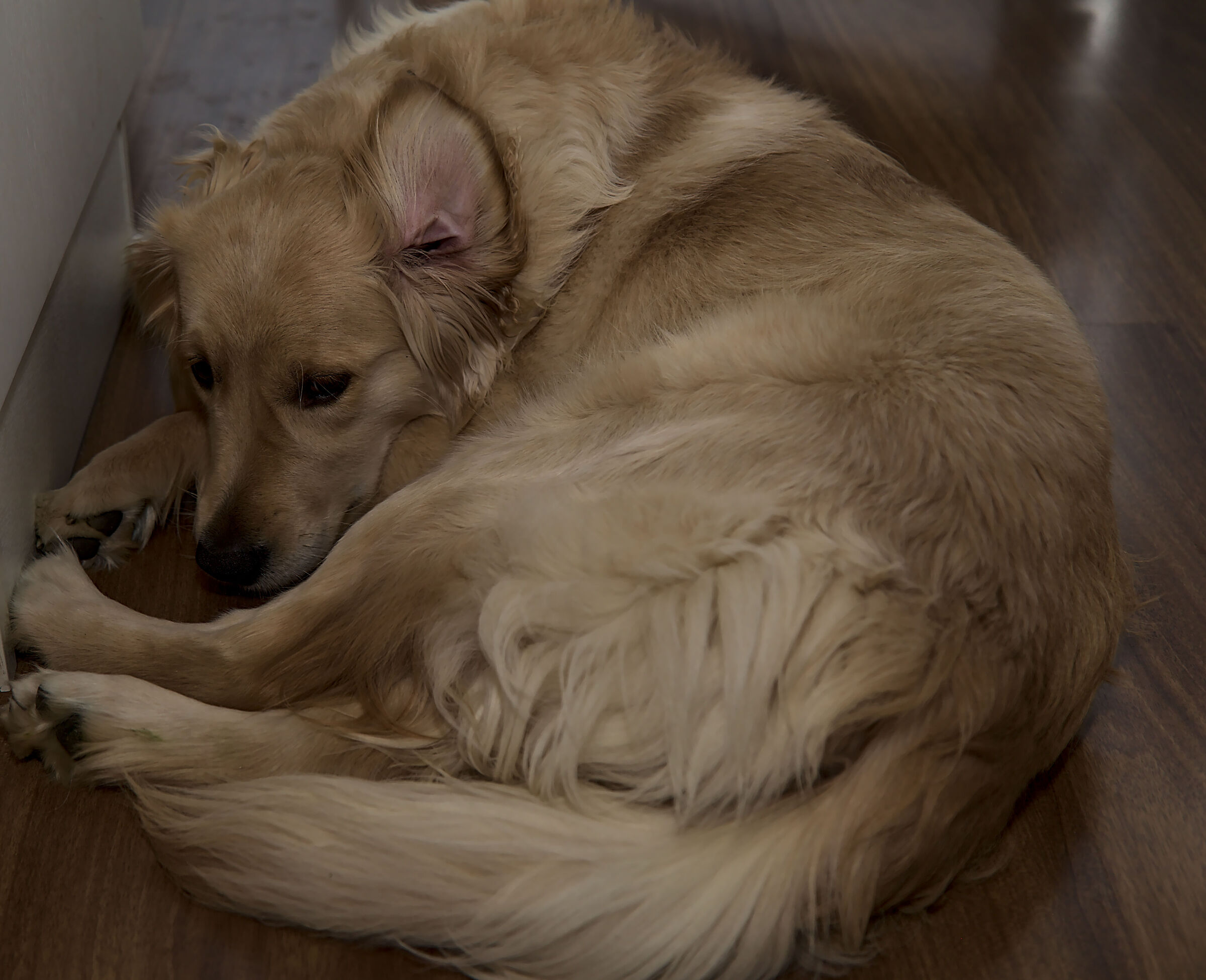 Melody #7 Orecchio spettinato!