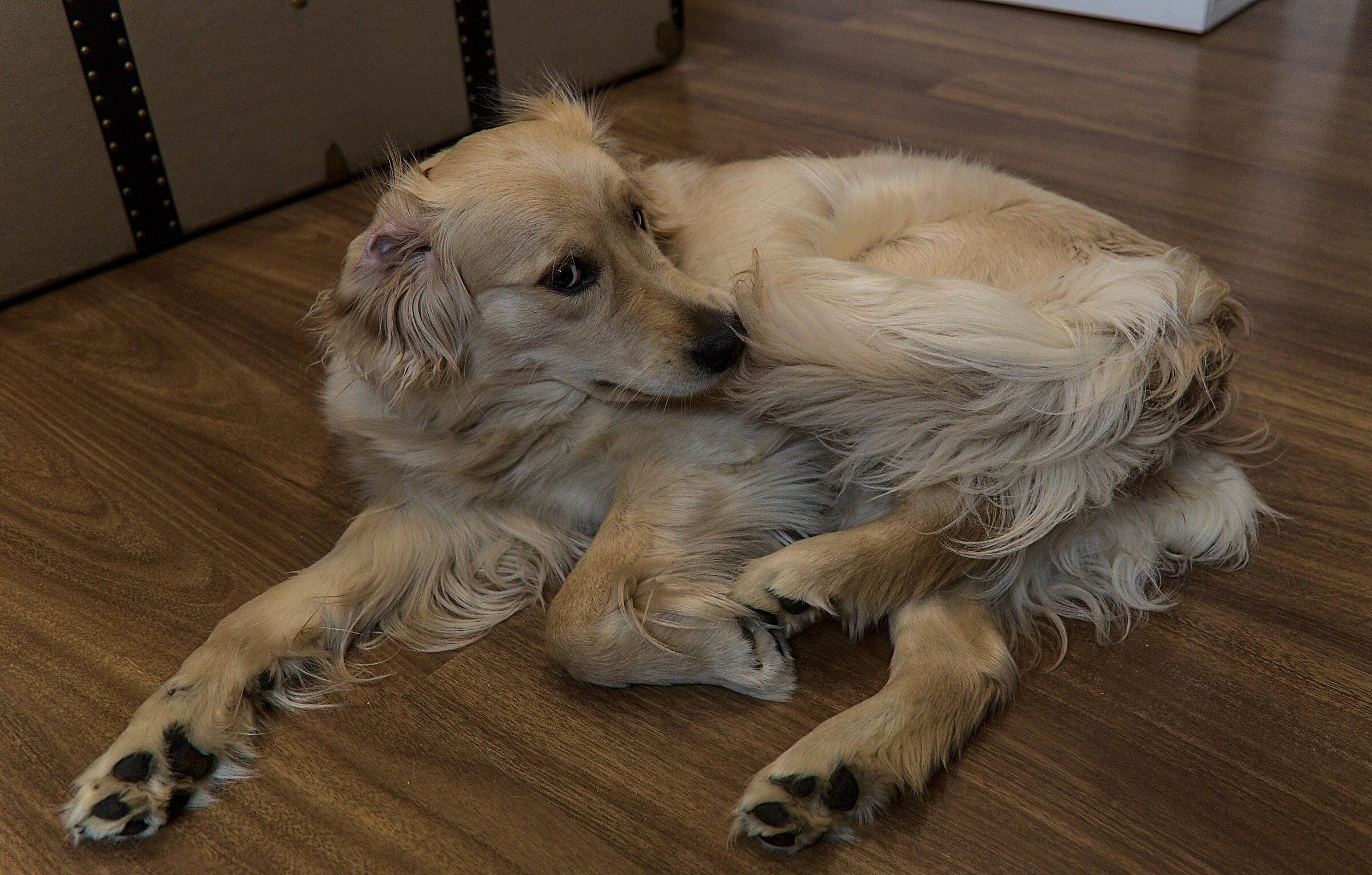 Melody#8 Orecchio spettinato e gioco con la mia coda