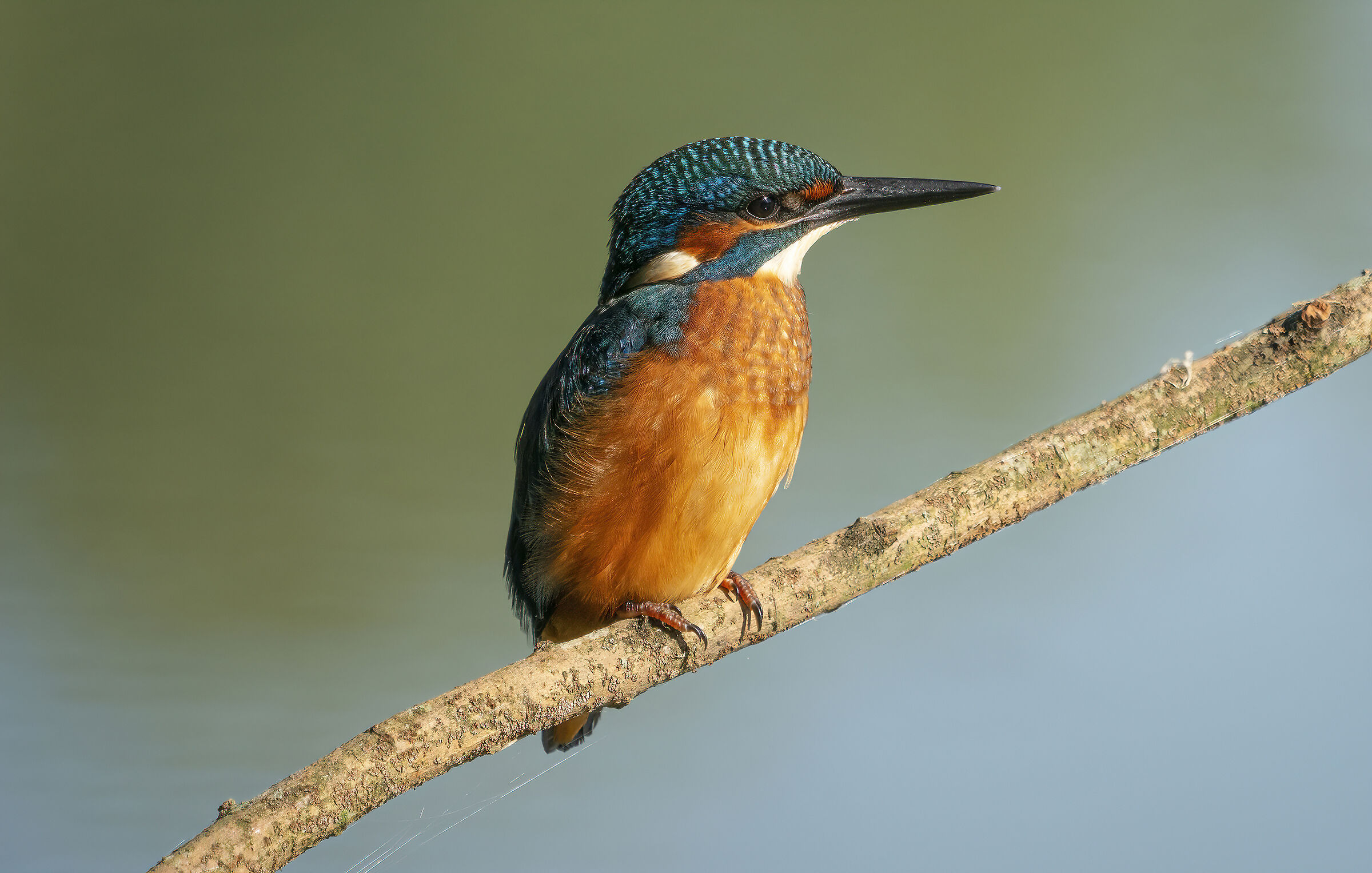 kingfisher