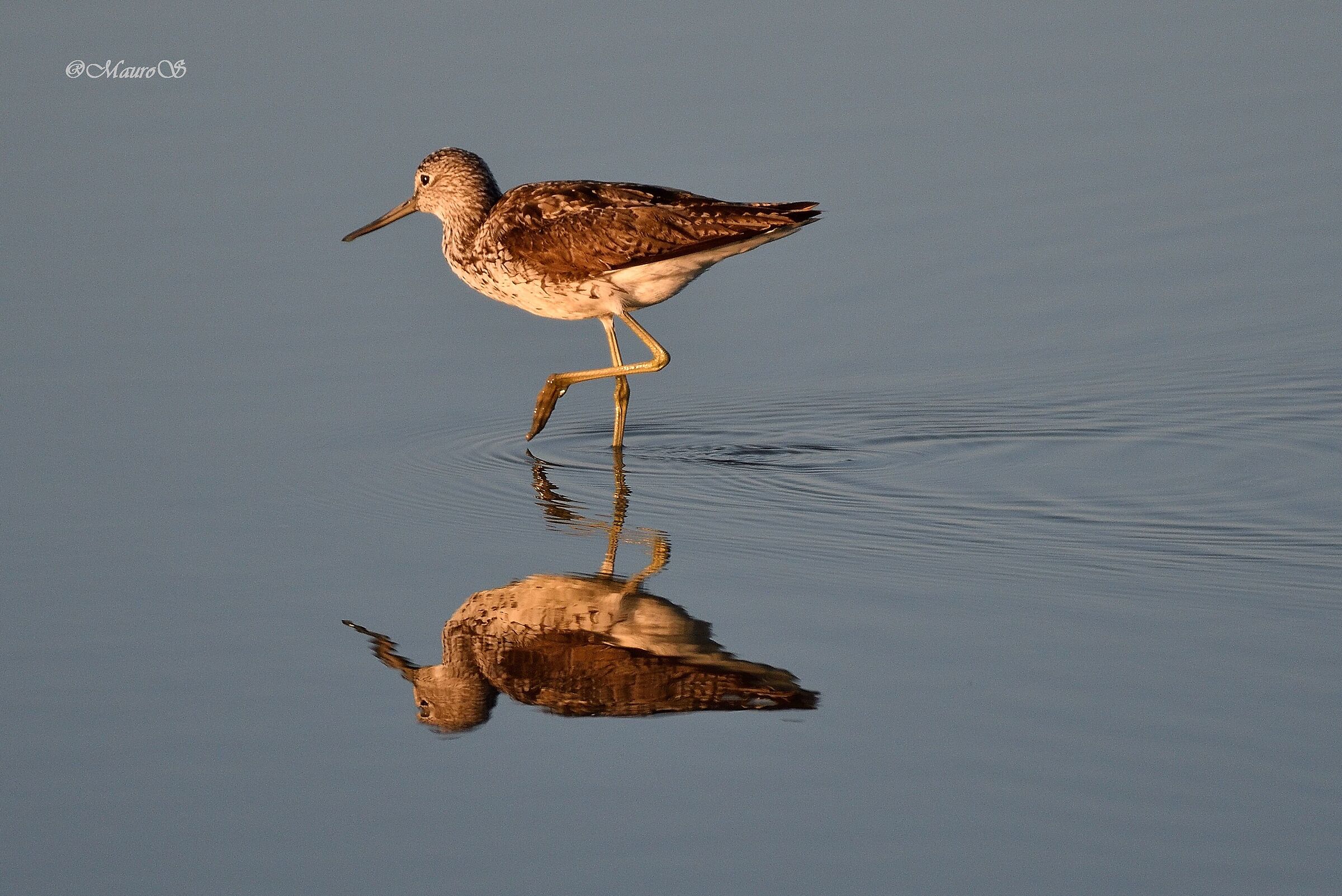 greenshank