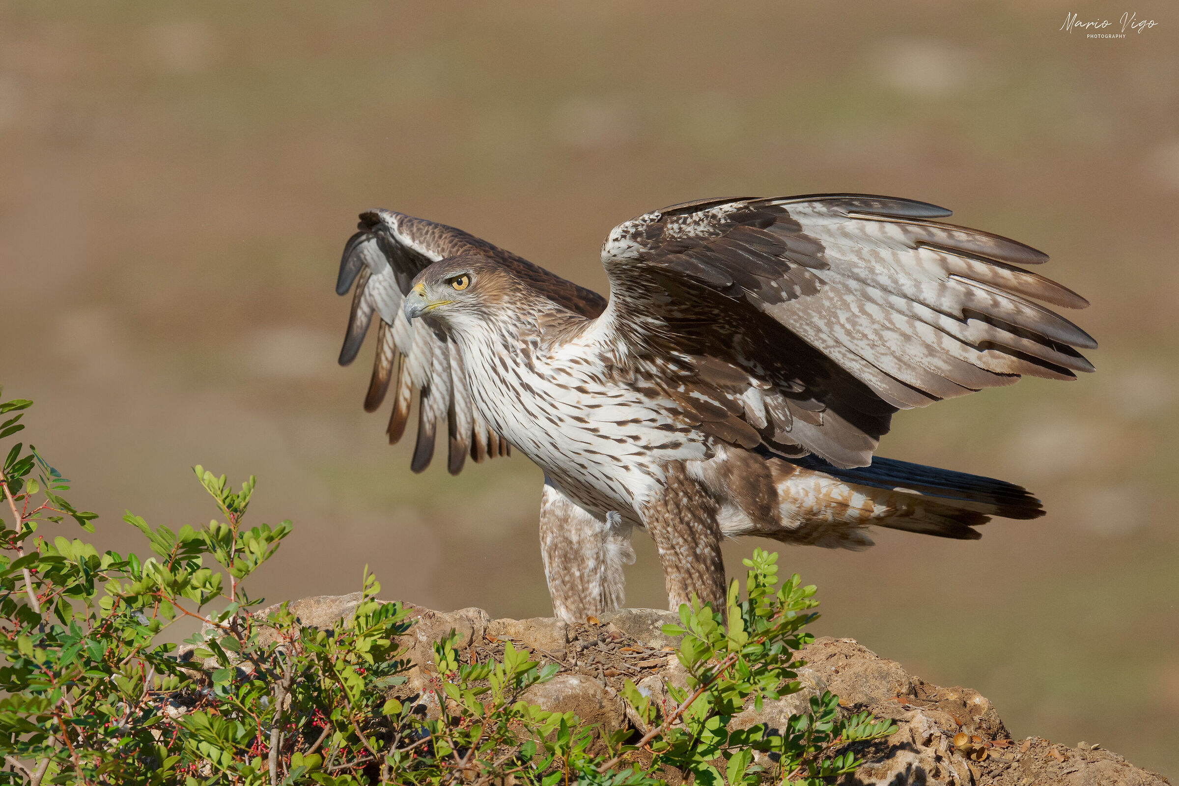 Aquila di Bonelli