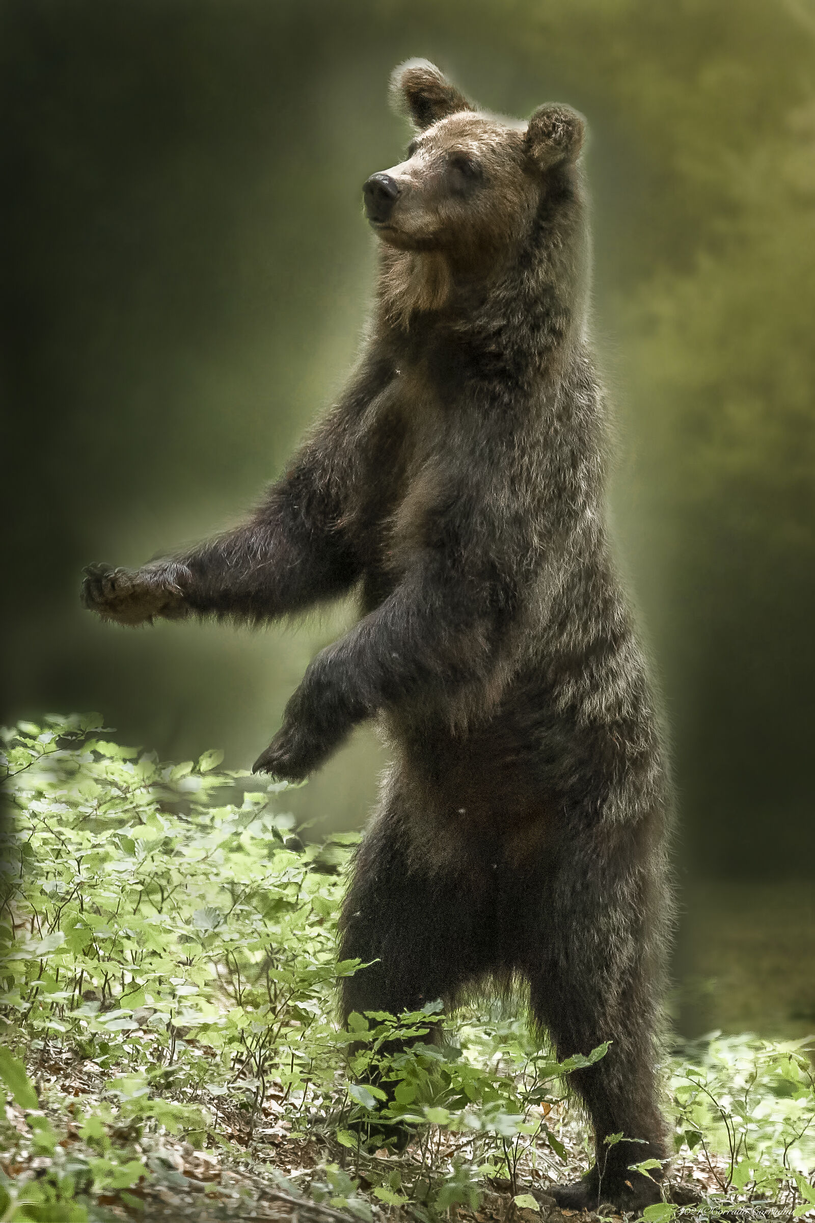 SlovenianBears