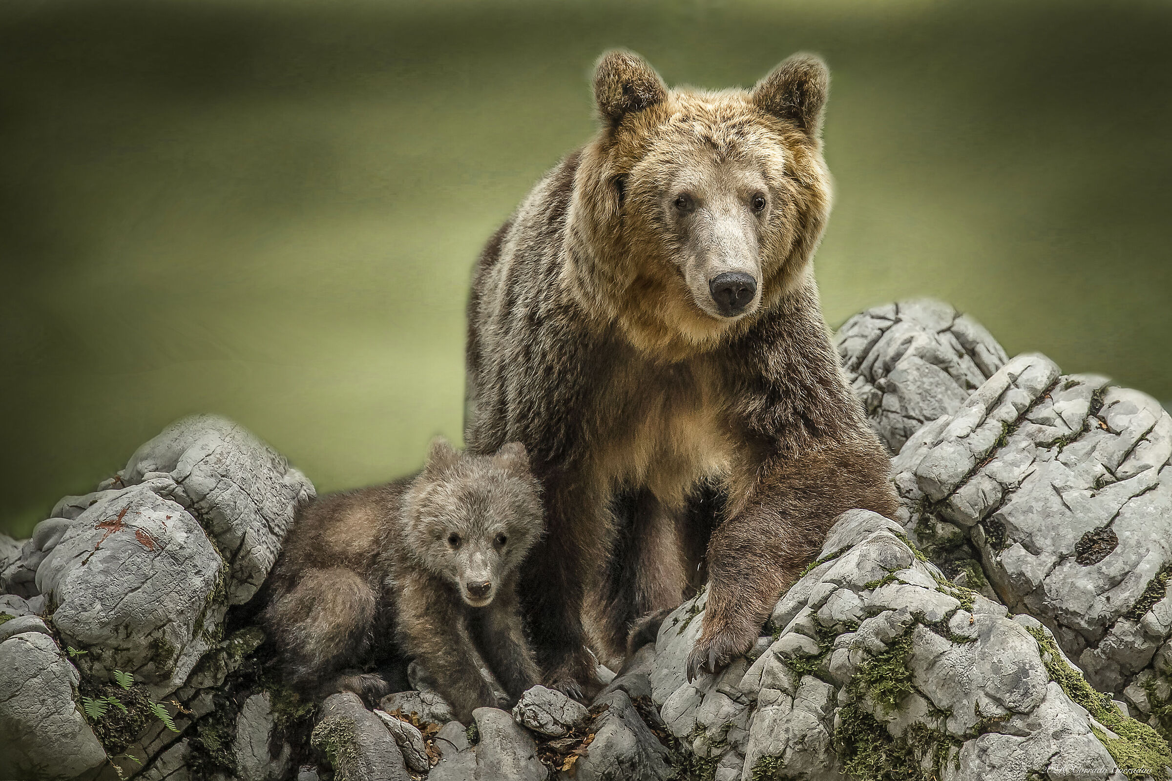 SlovenianBears