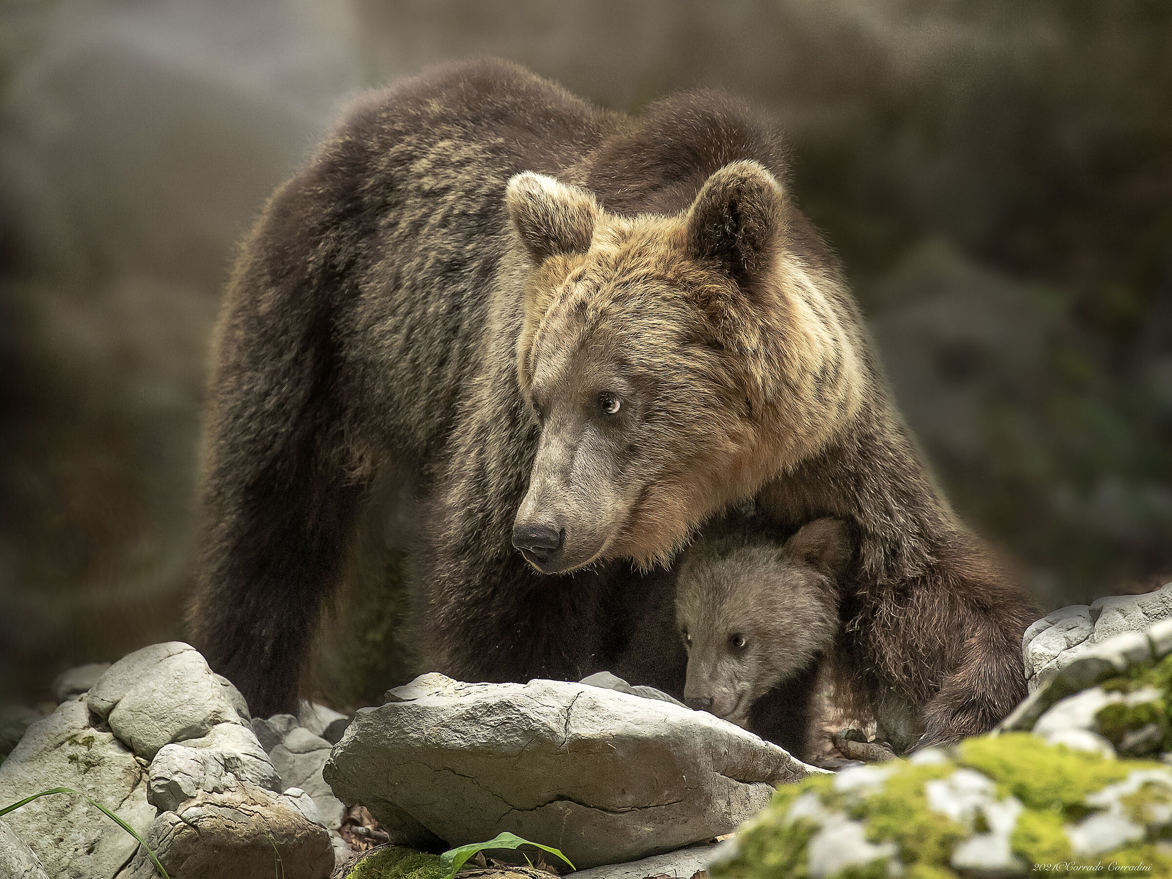 slovenianBears