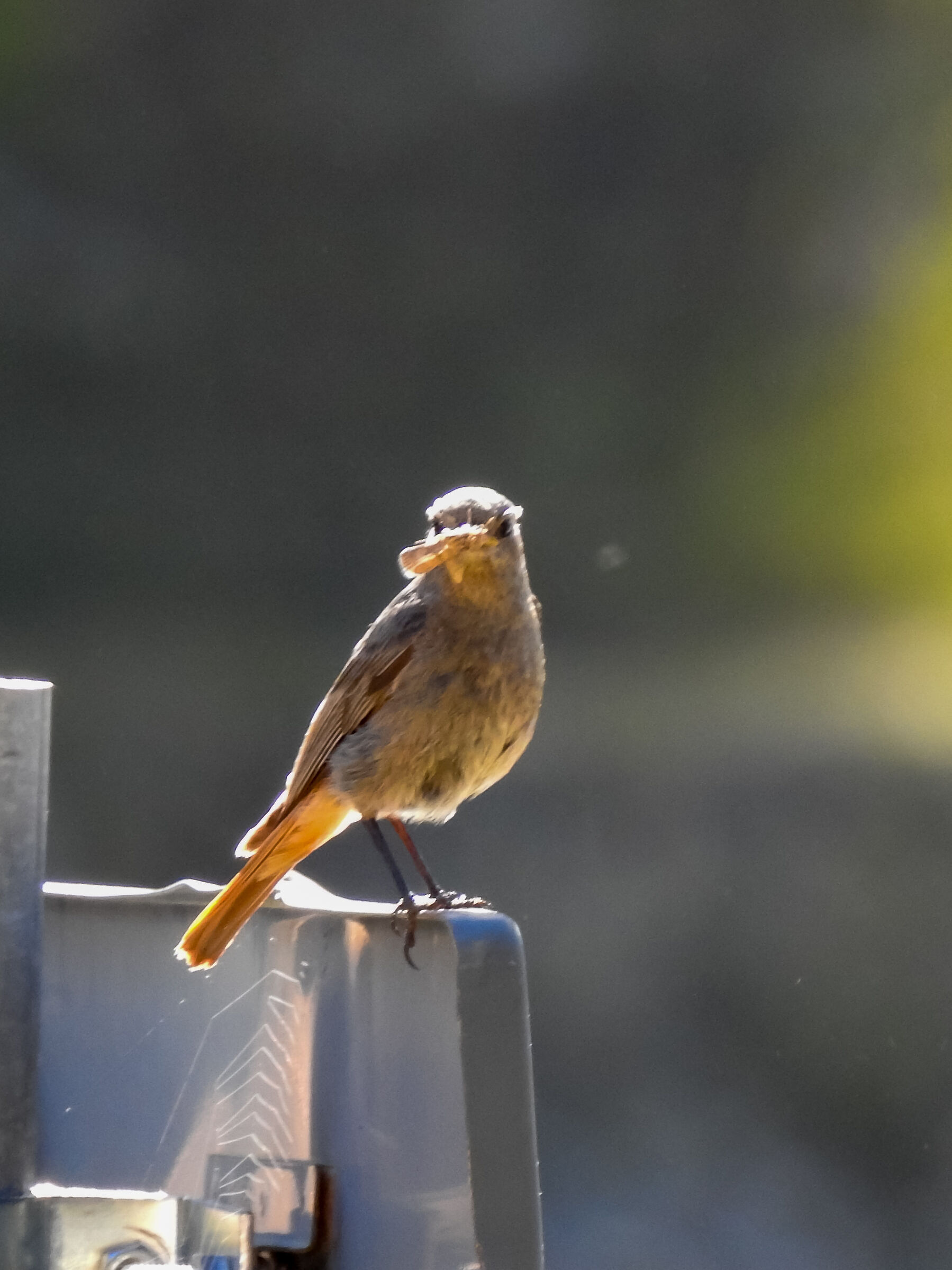 Redstart on the road sign