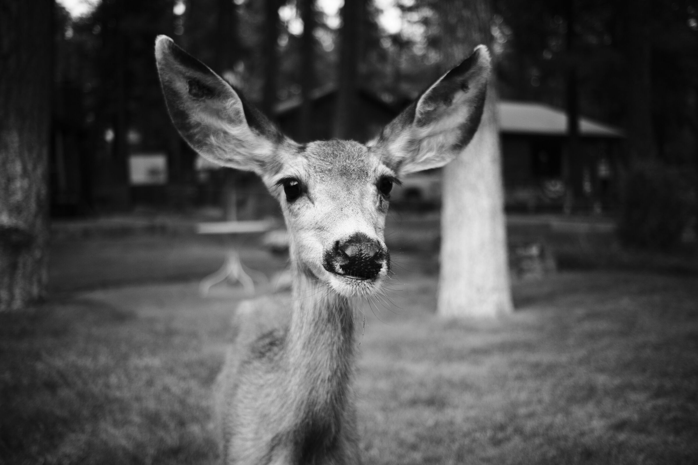 Deer