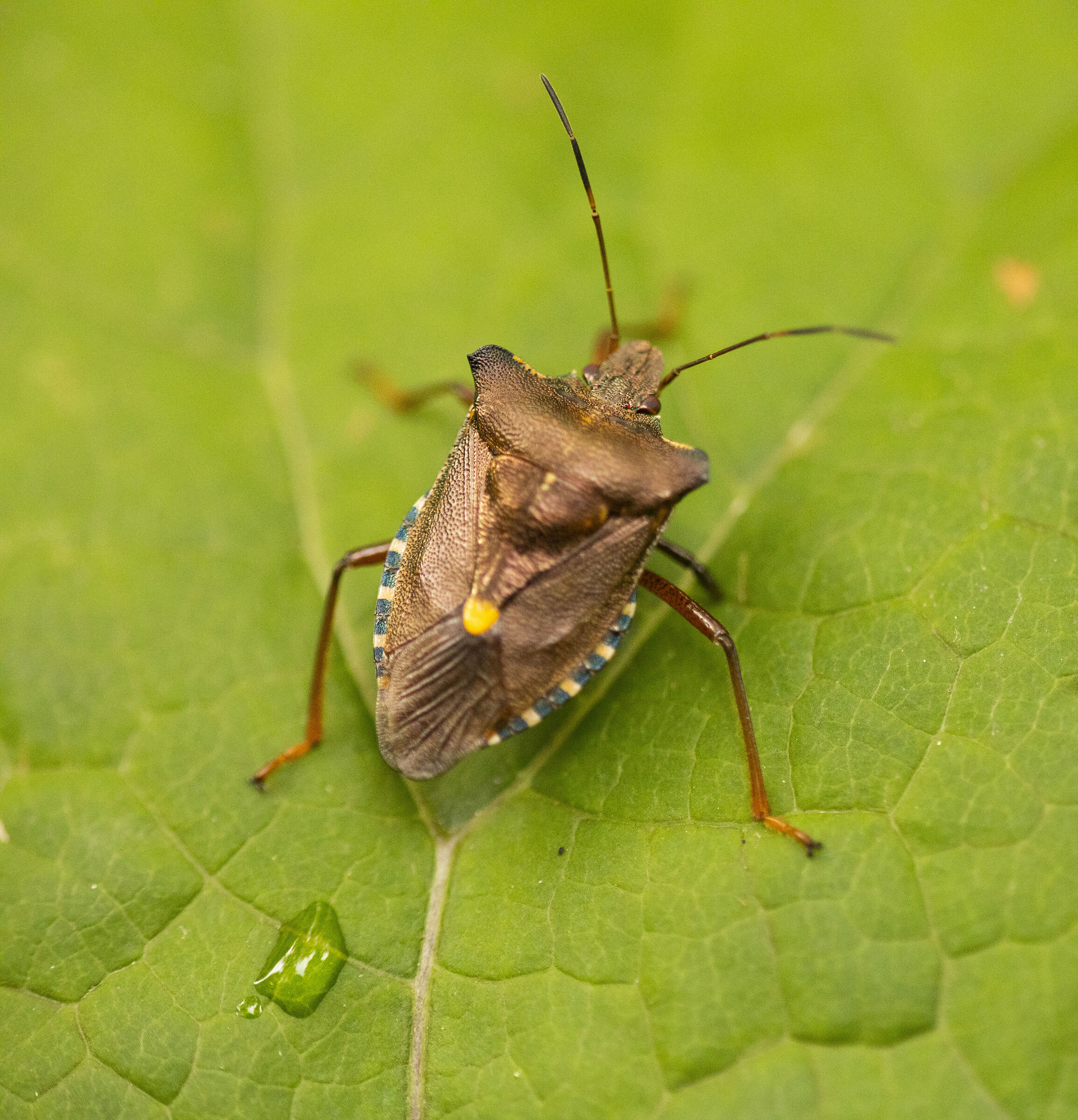 Asian bed bug