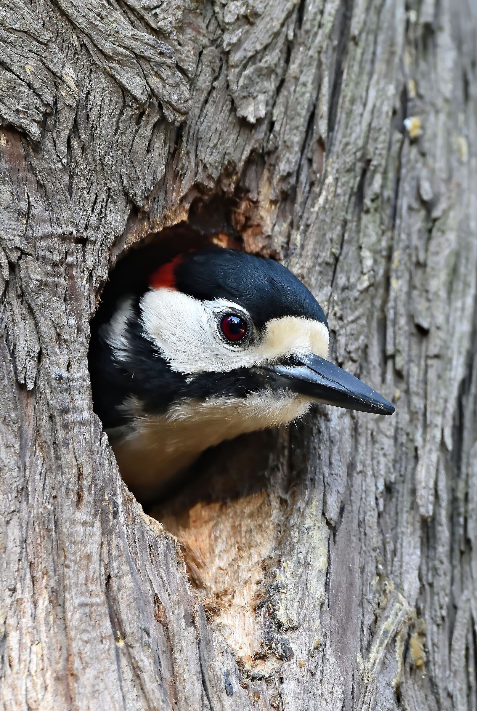 Great spotted woodpecker