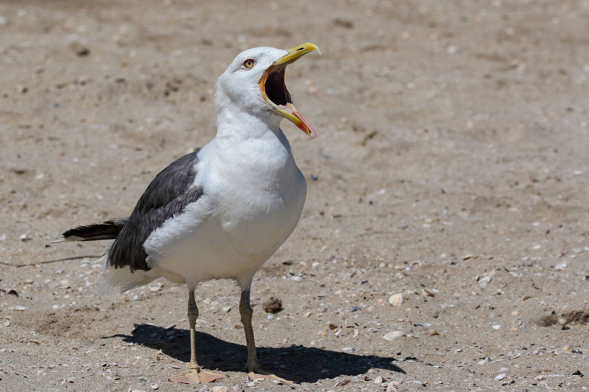 And Bastaaaaa.... with ste photo!!!!!