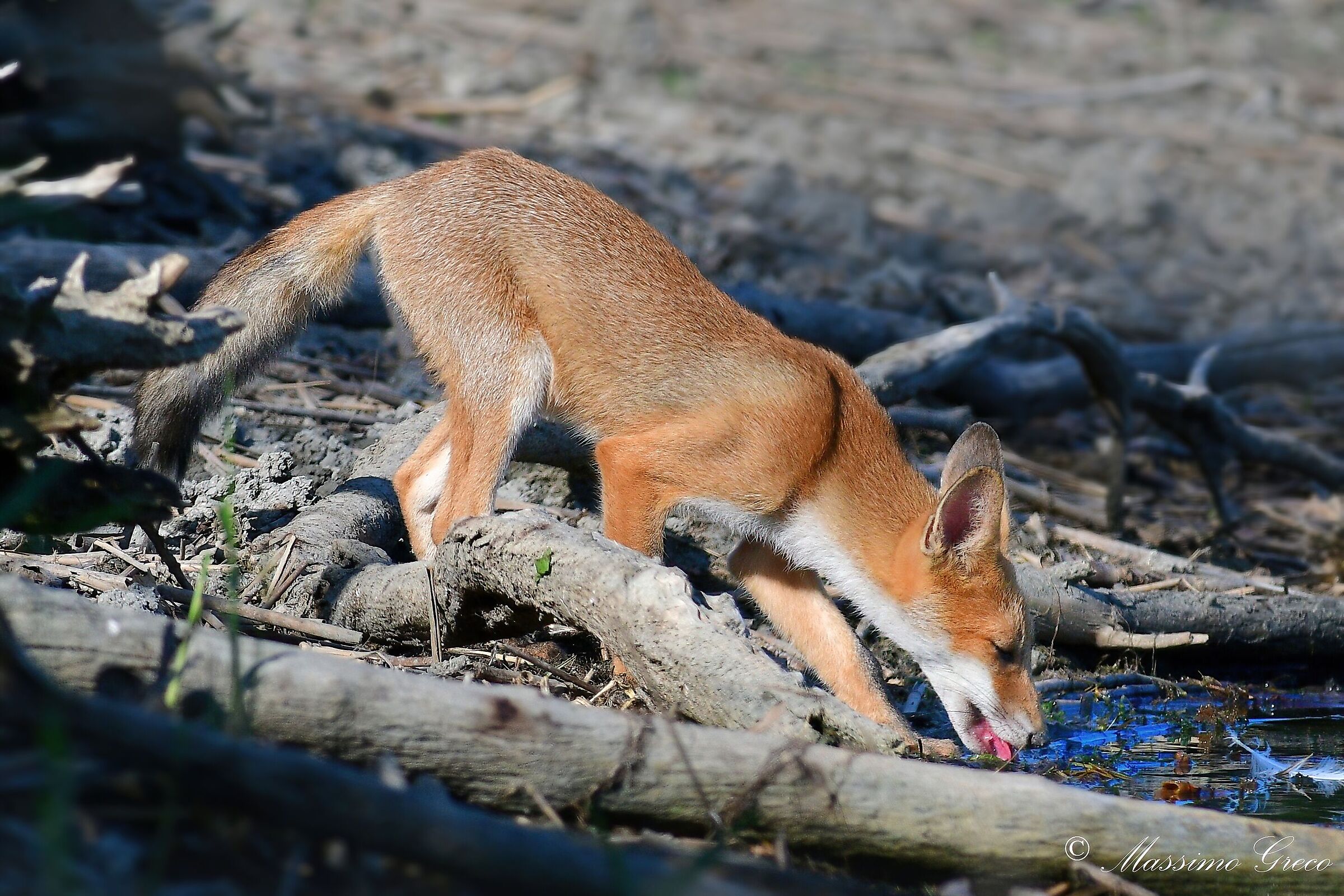 What a thirst !!!!! Red fox