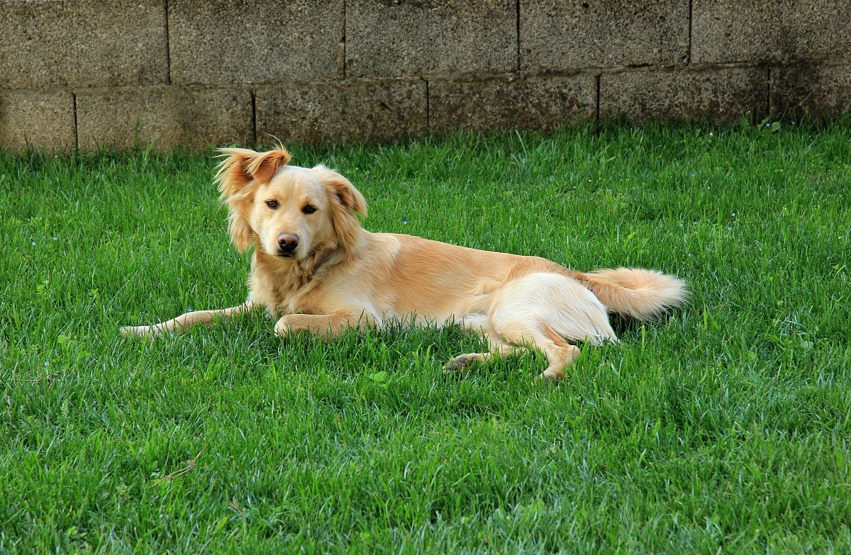 My little friend Marley