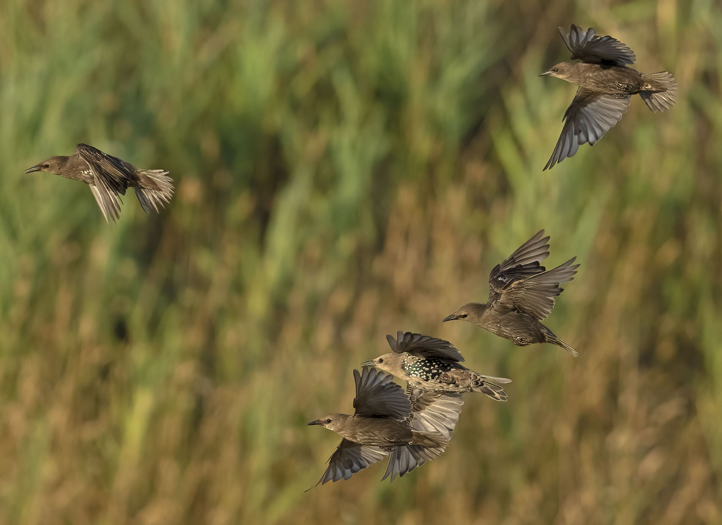 starlings..... at sunset