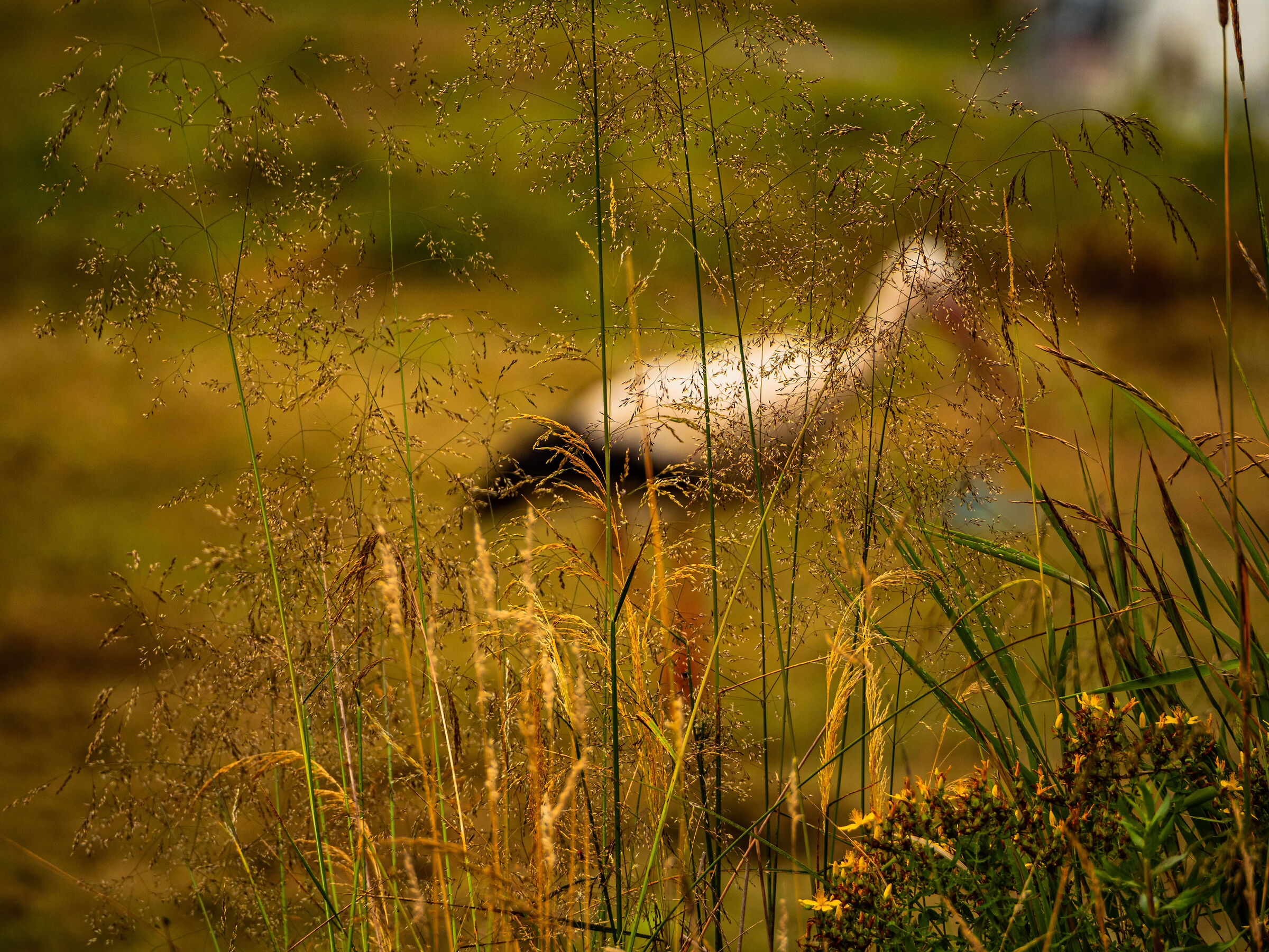 A stork in a freshly mowed meadow