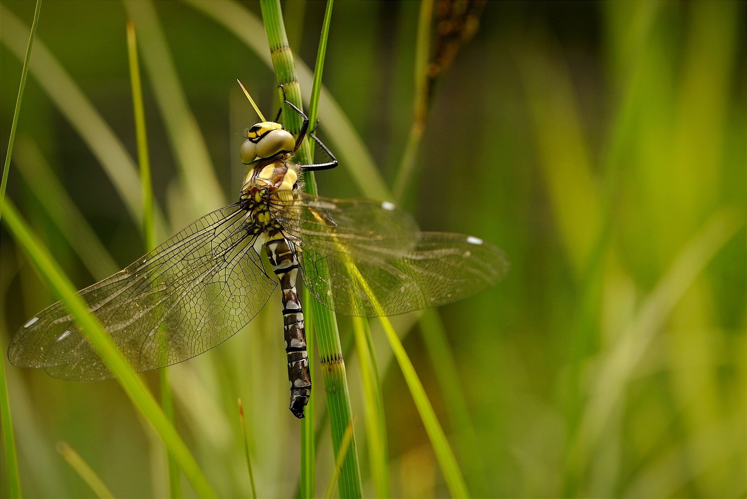 I will be satisfied when I fitigrafero 'in flight ...