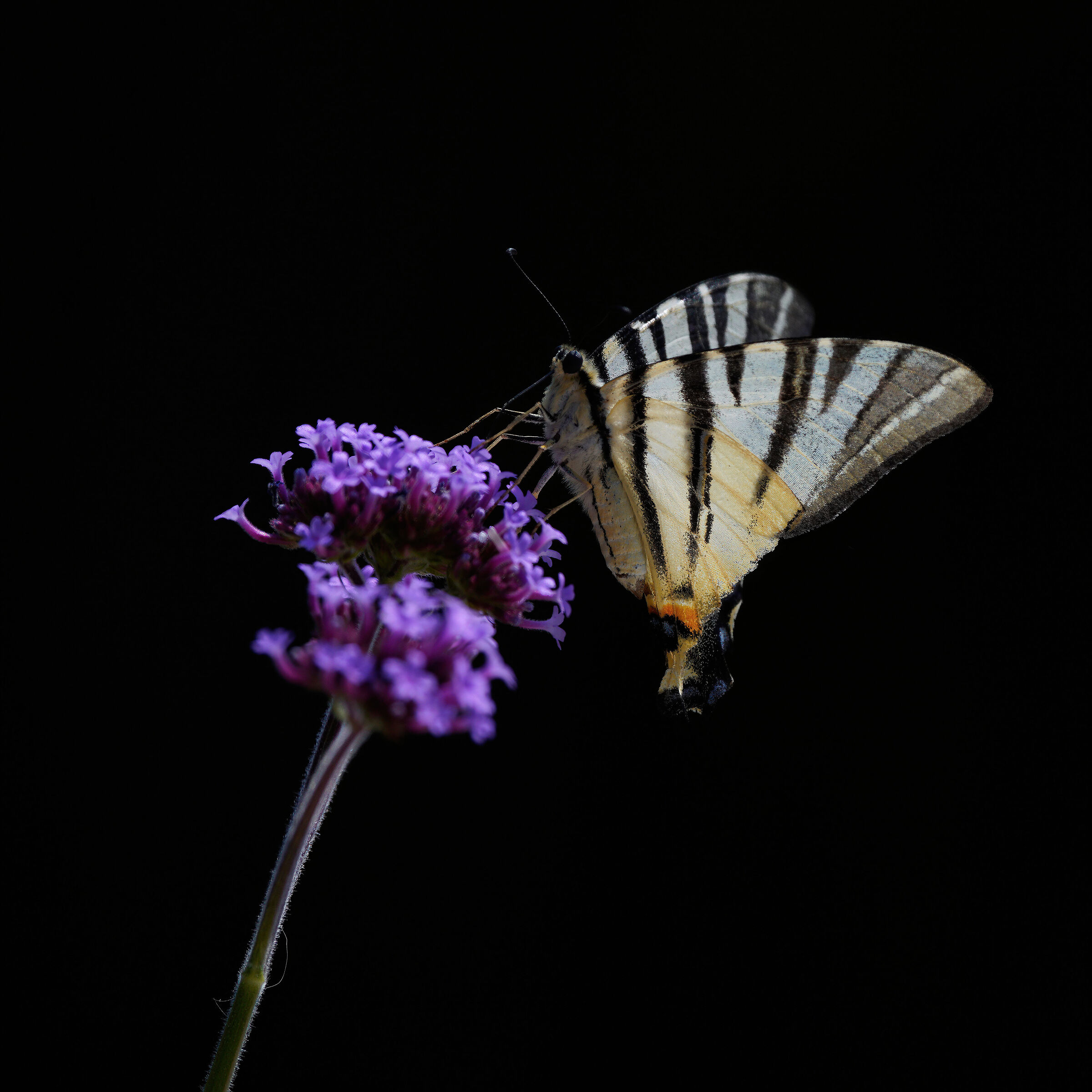 scarce swallowtail