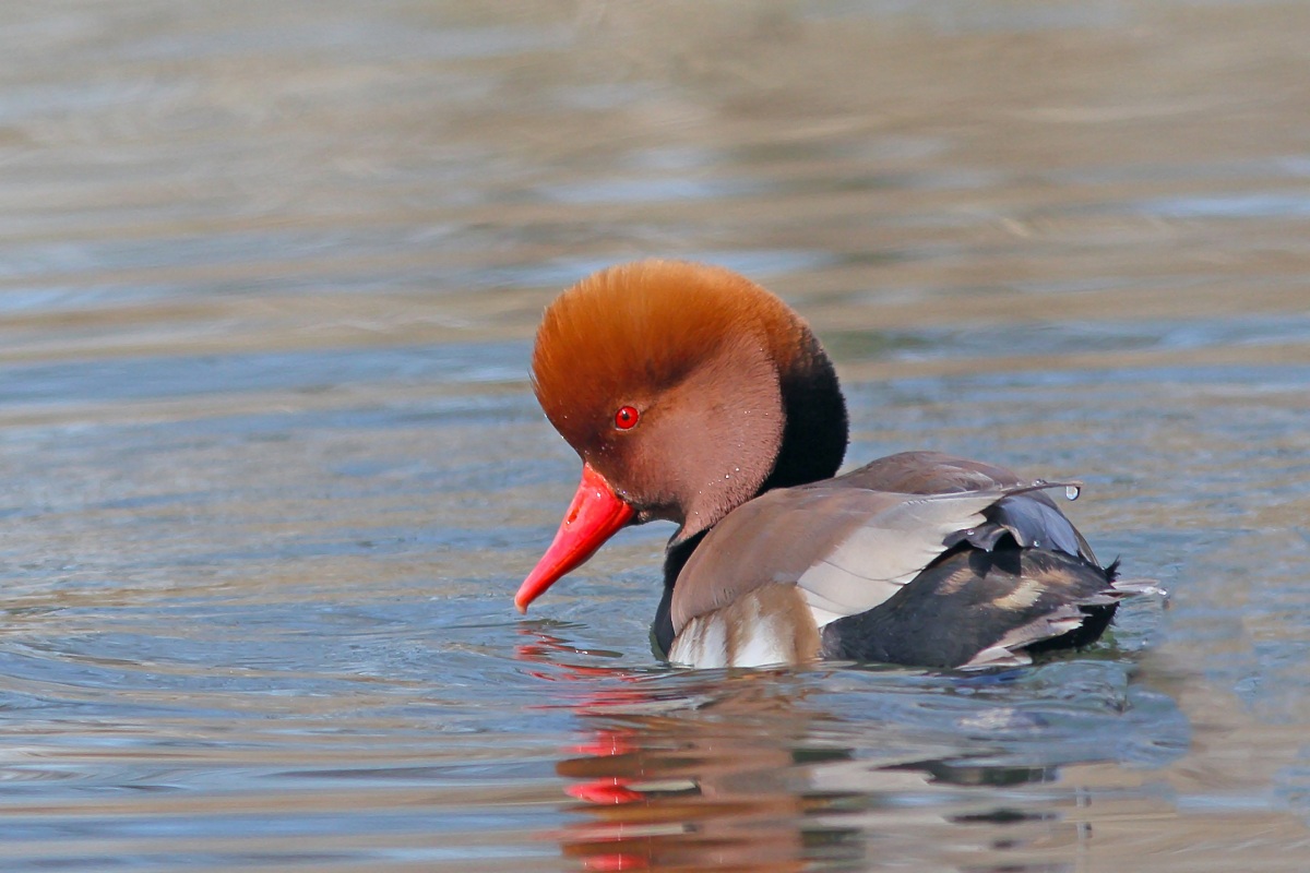 Fistione Turco Arrapato