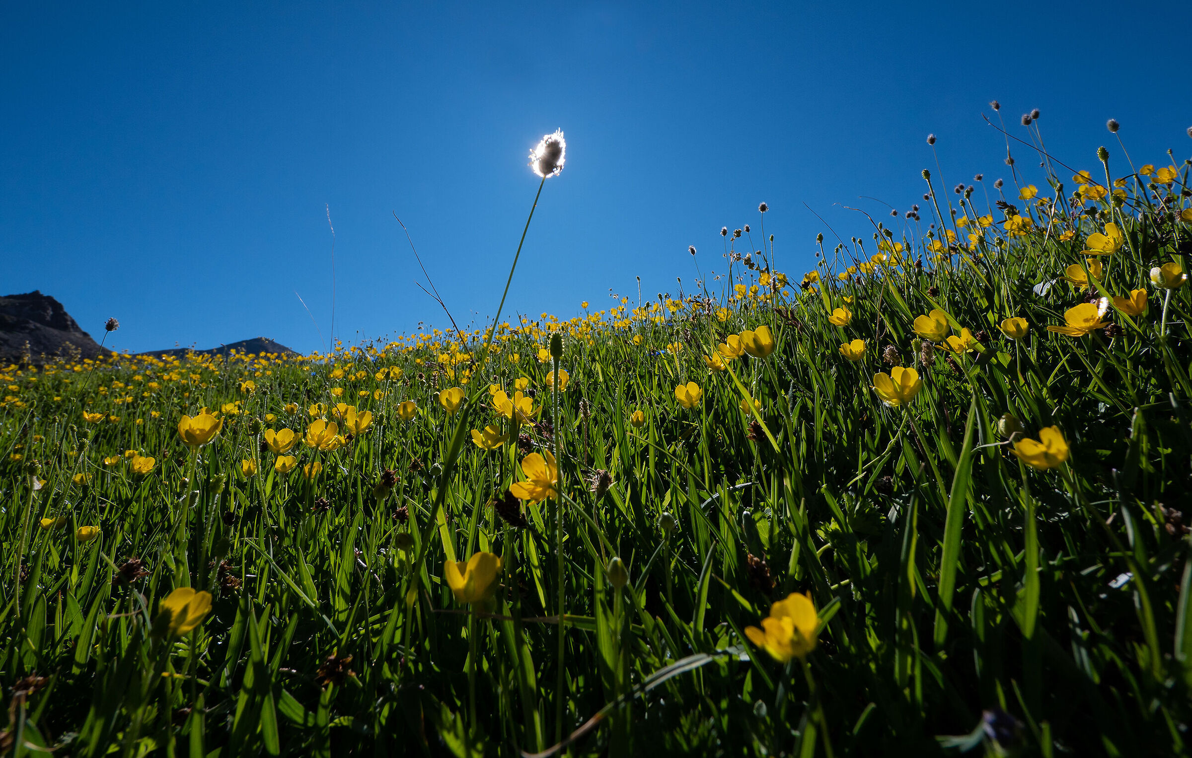 A volte il Sole non sembra tanto grande ...