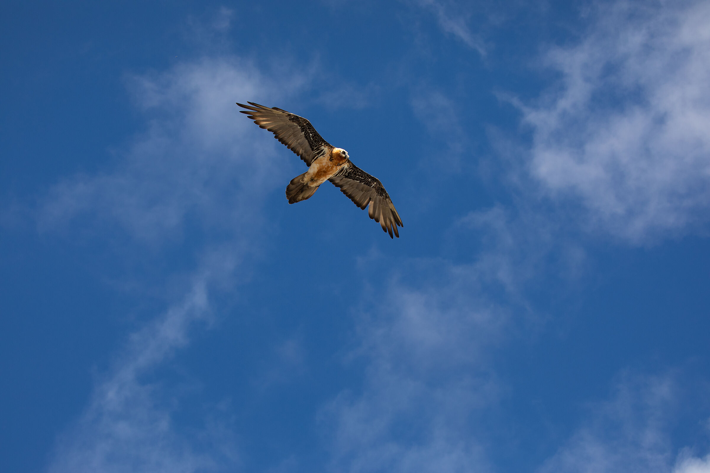 Freedom... (Gipeto-Gypaetus barbatus L.)