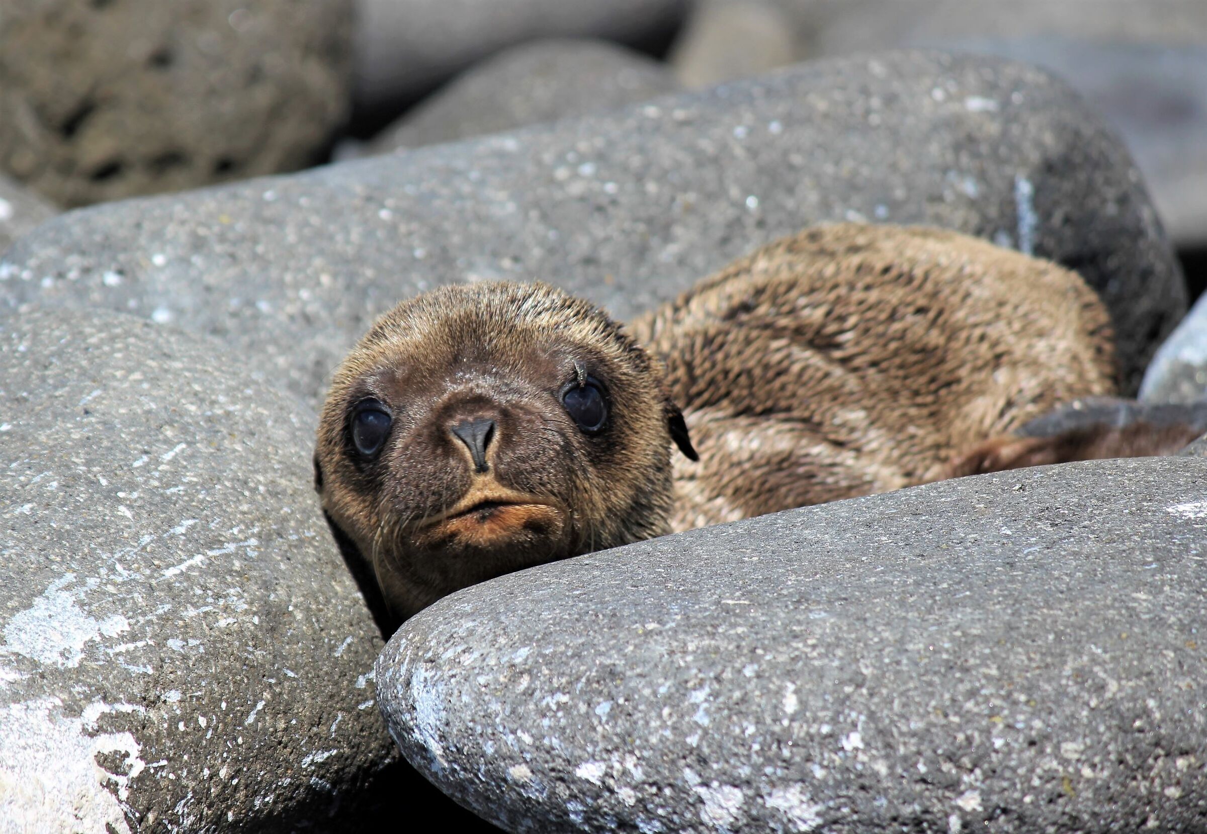 The return to Innocence