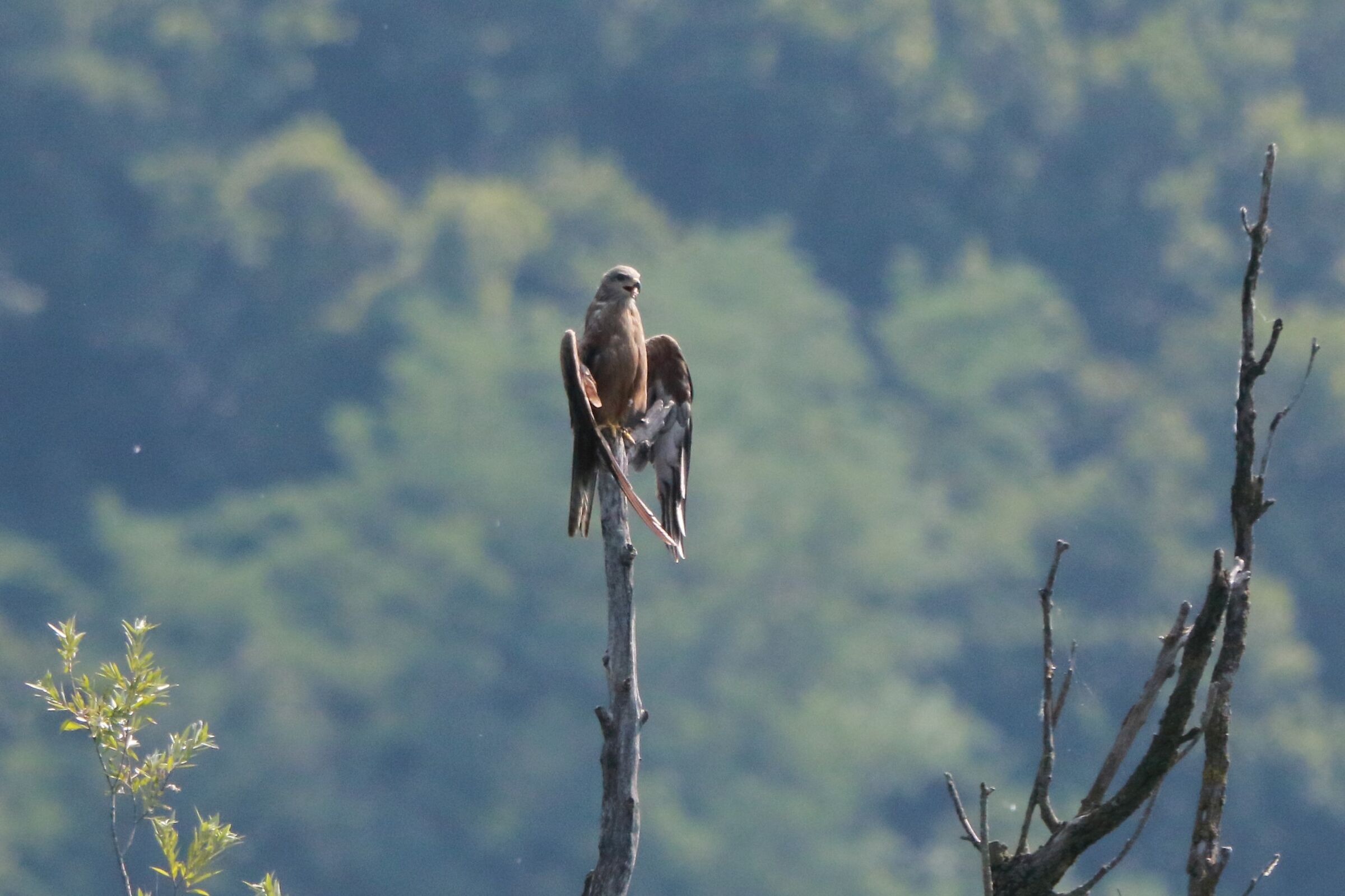 Perched black kite