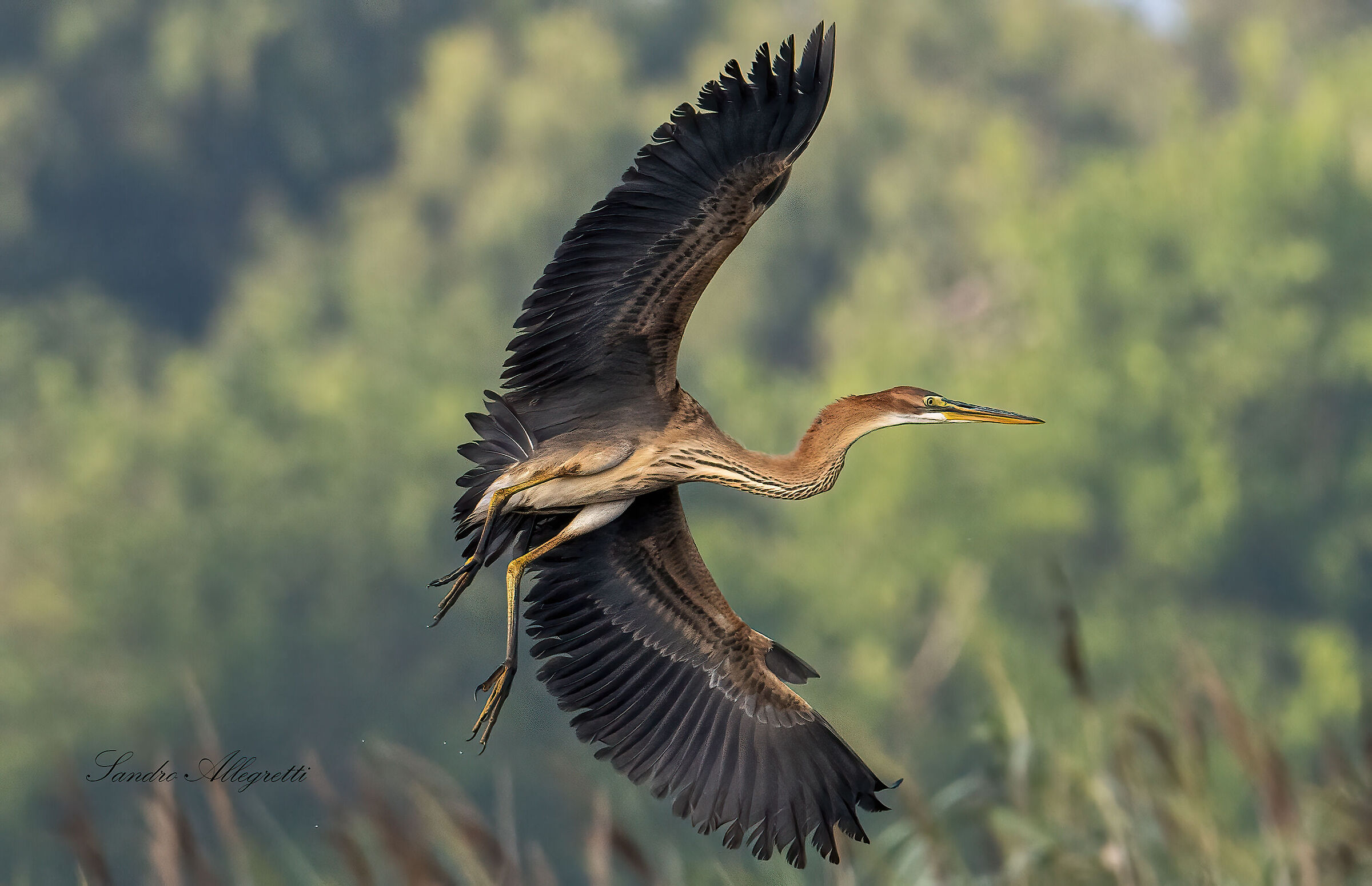 Young red heron (Ardea purpurea) PN Circeo 22-Jul-