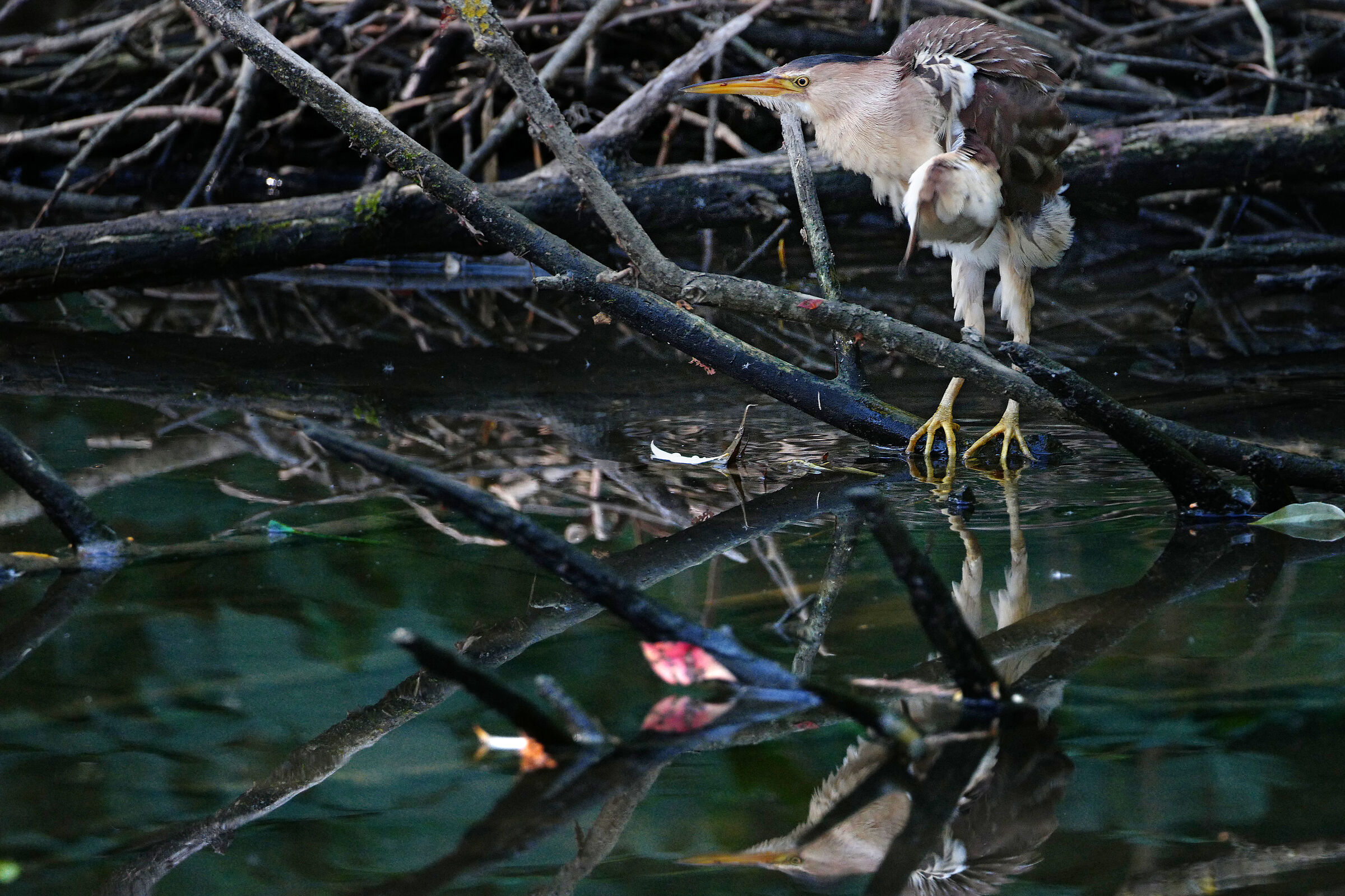 tarabusina arruffata