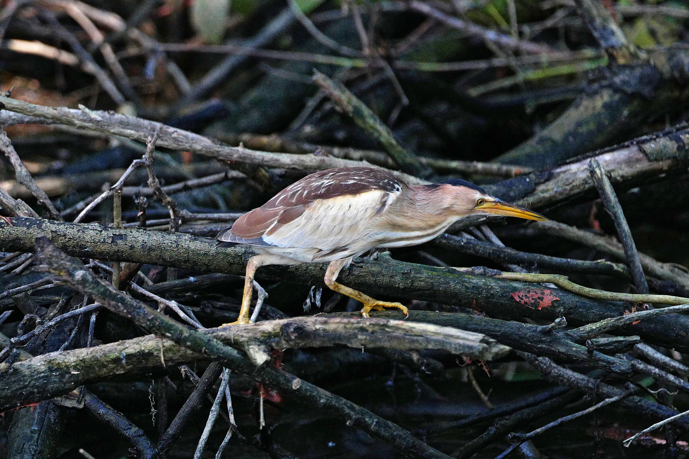 tarabusina in esplorazione