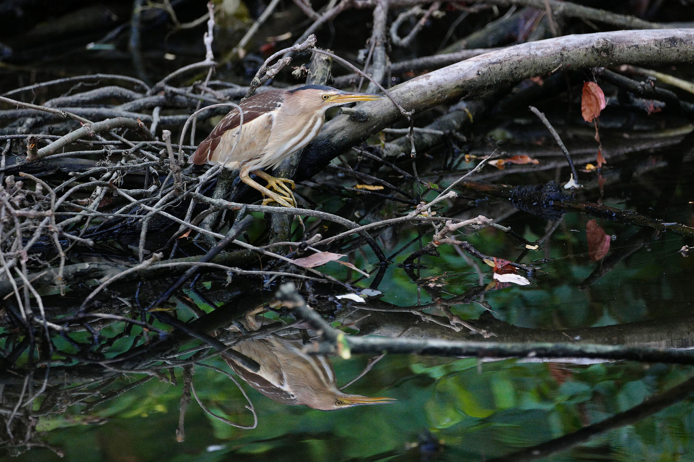 tarabusina specchiata