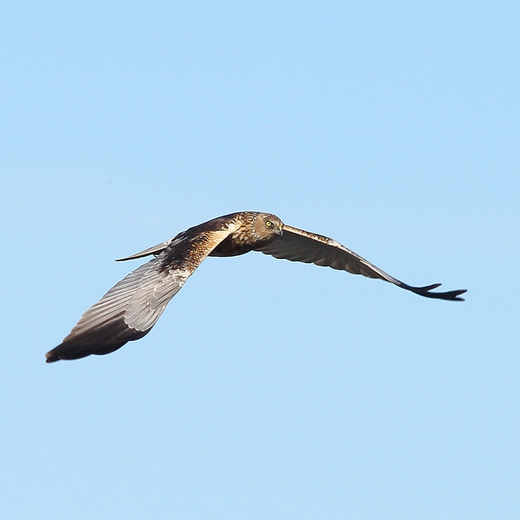 Marsh Harrier
