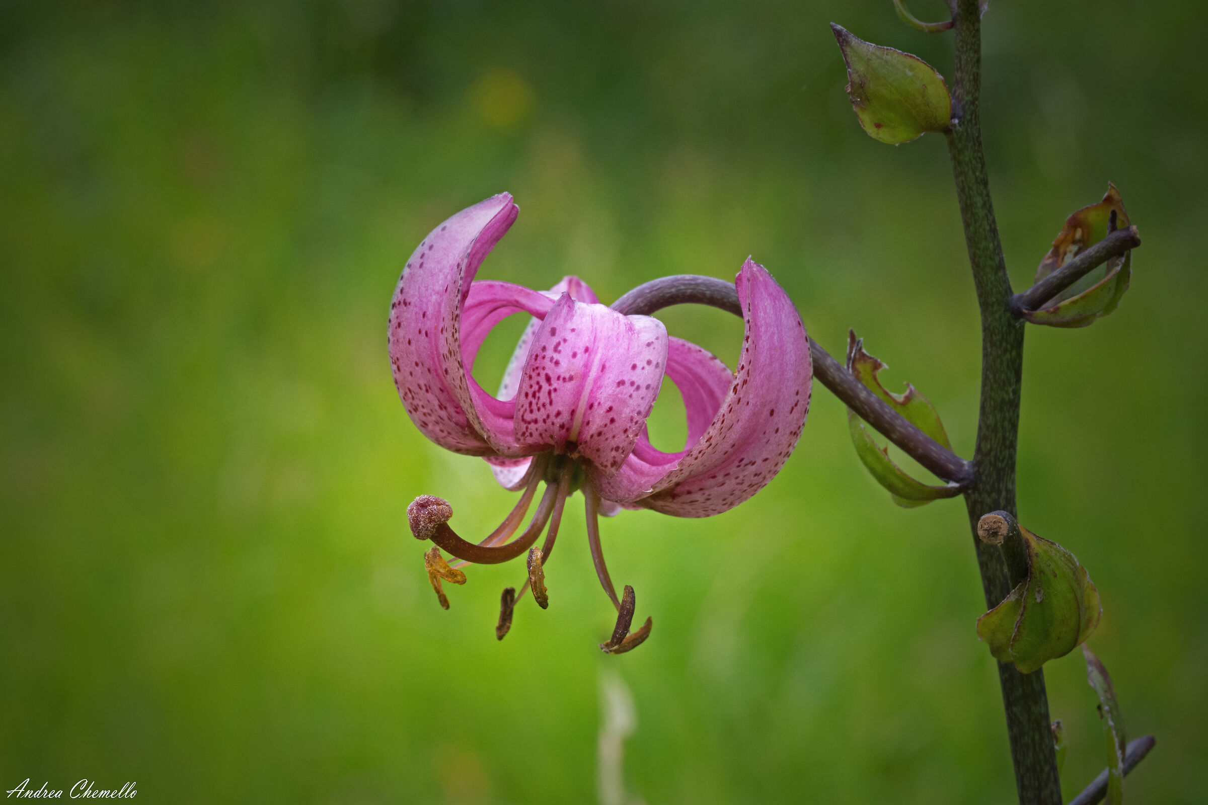 Giglio martagone (Lilium martagon)