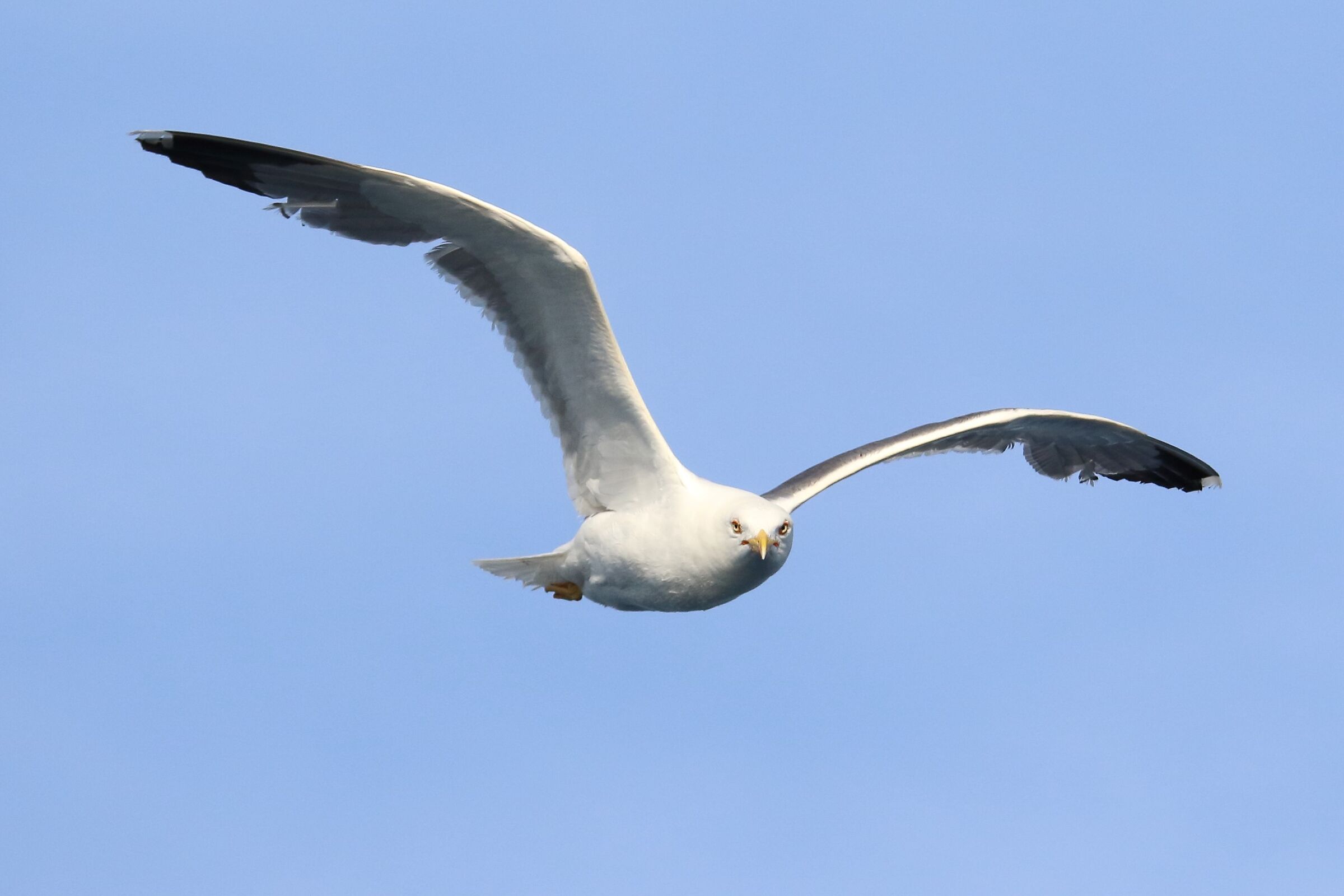 Seagull Ischia
