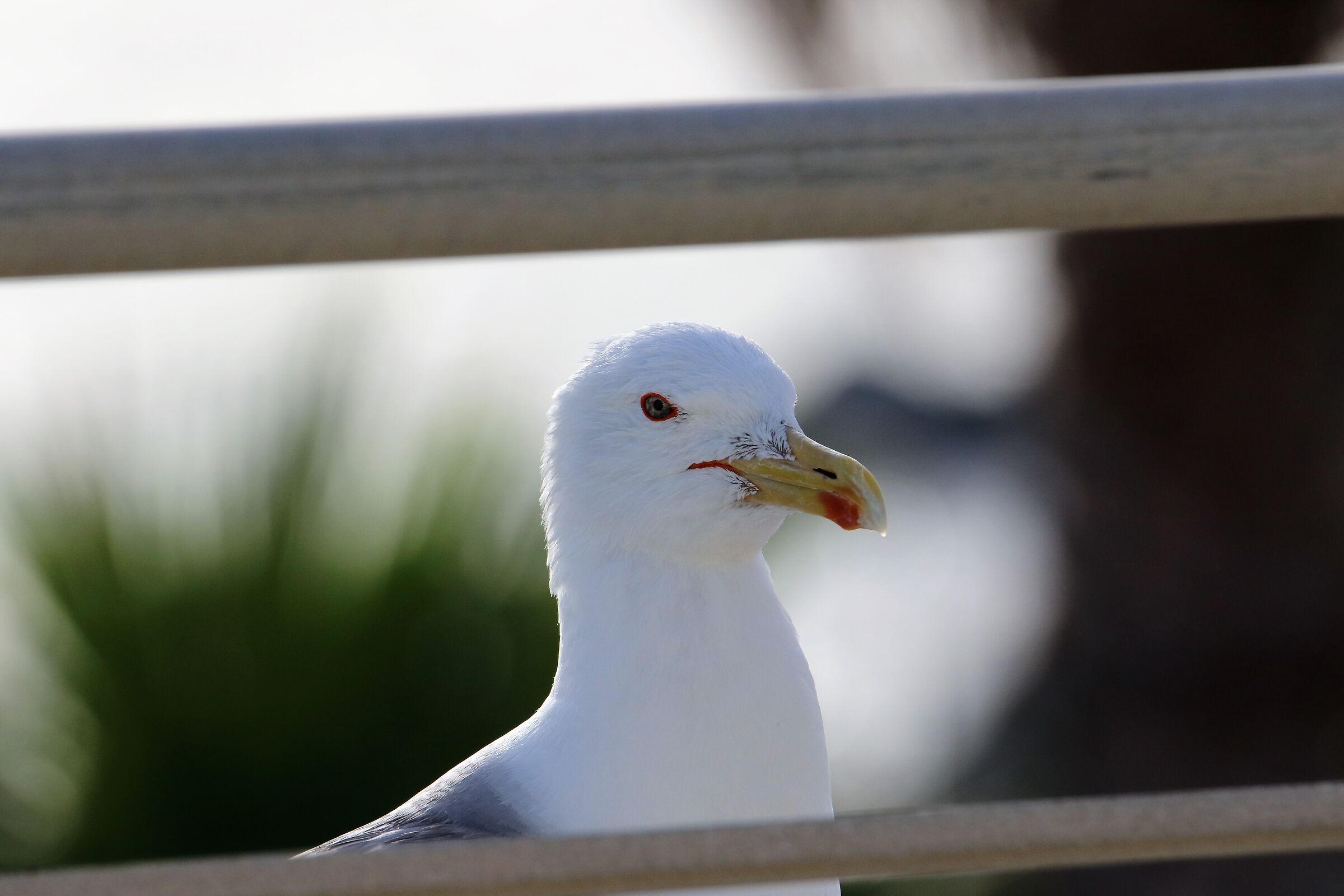 Seagull Ischia