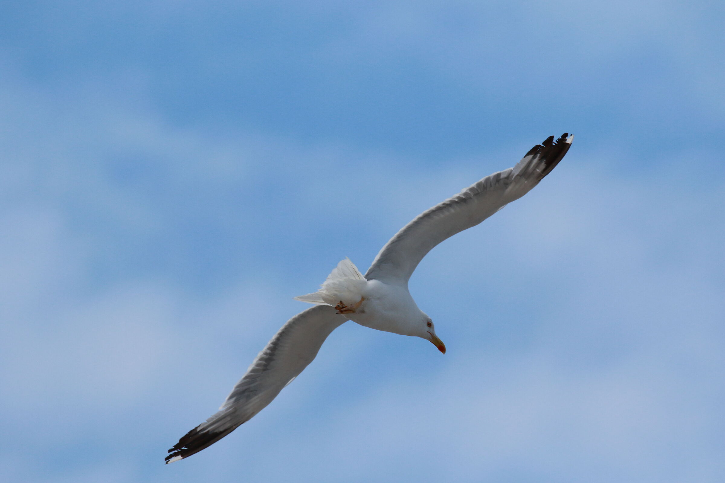 Seagull Ischia