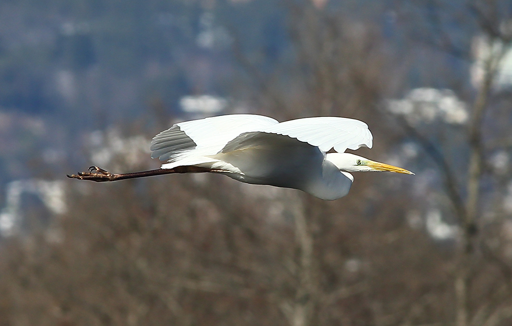 Great Egret