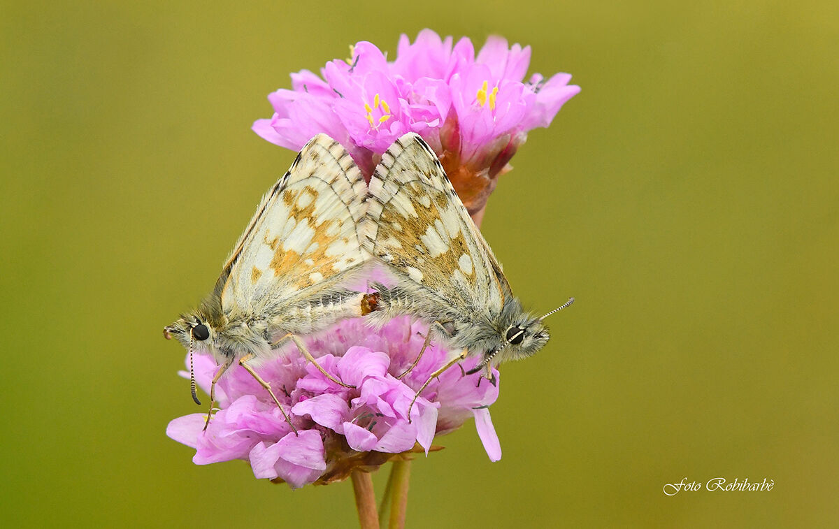 Pyrgus alveus...Pirgo alpino...