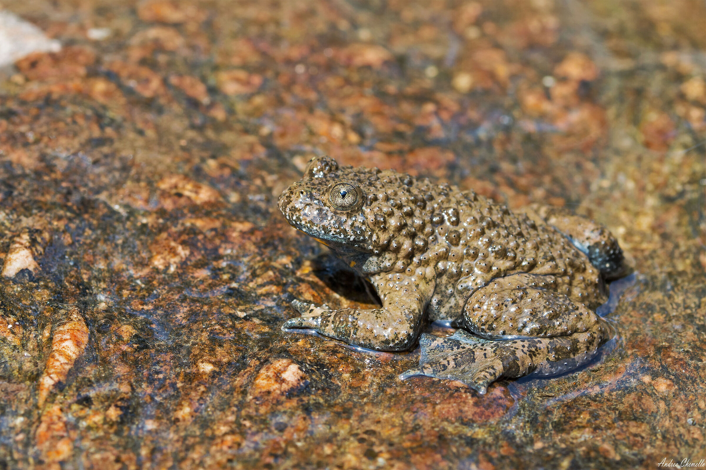 Ululone appenninico (Bombina variegata pachypus)