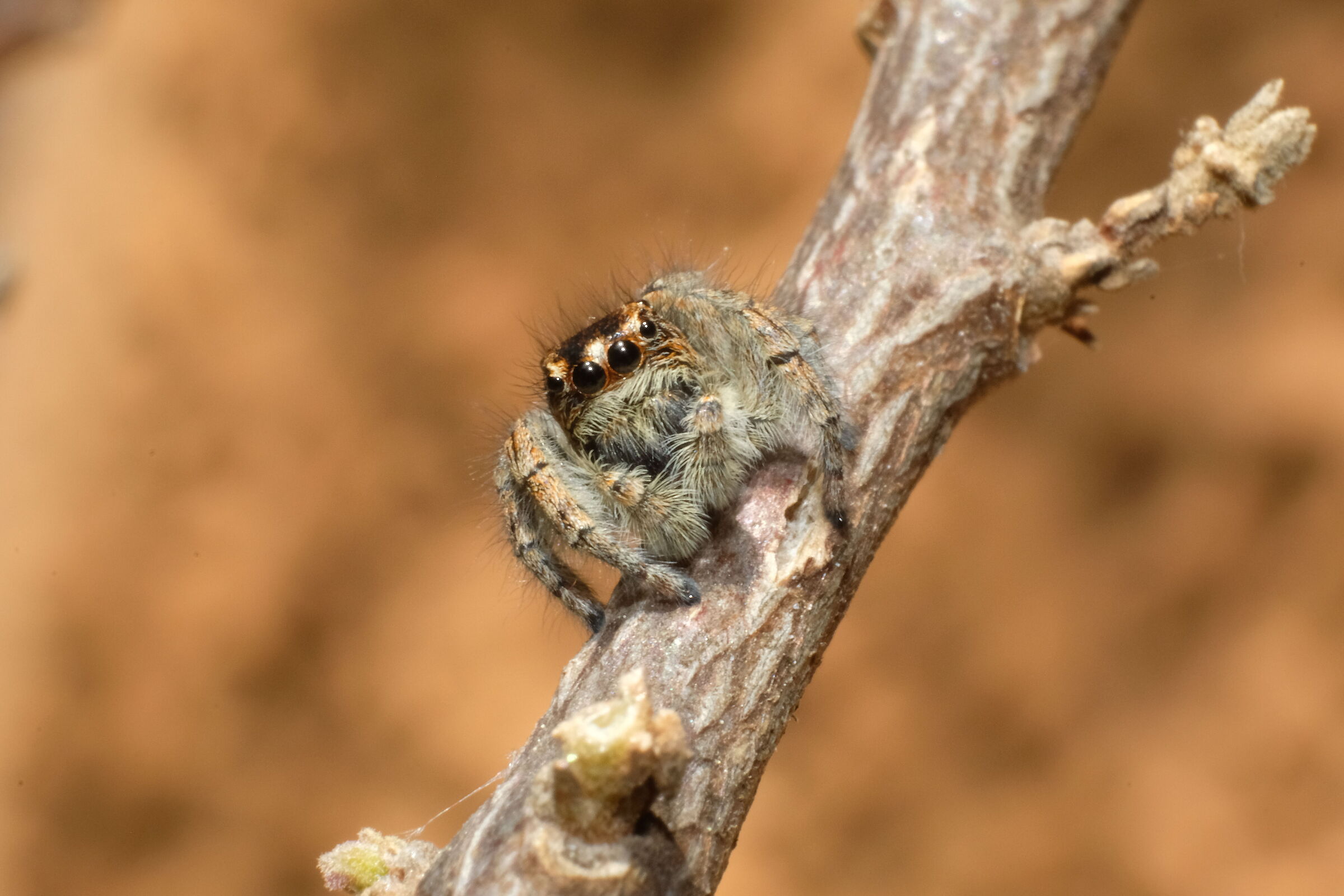 ragno saltatore (gaspare)