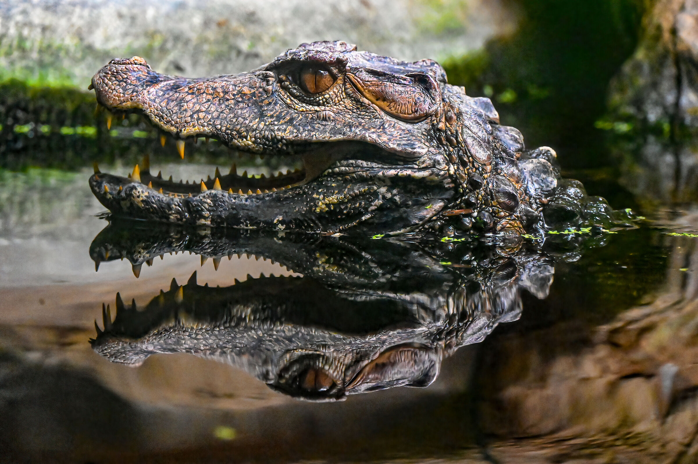 Mi serve un dentista