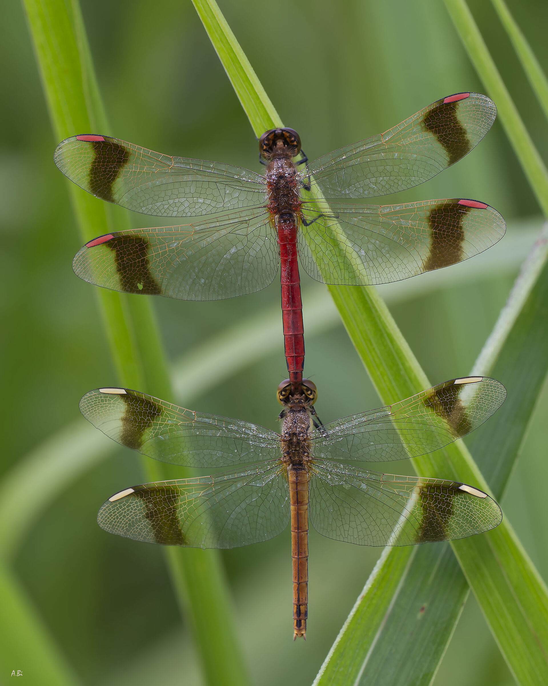 Sympetrum pedemontanum