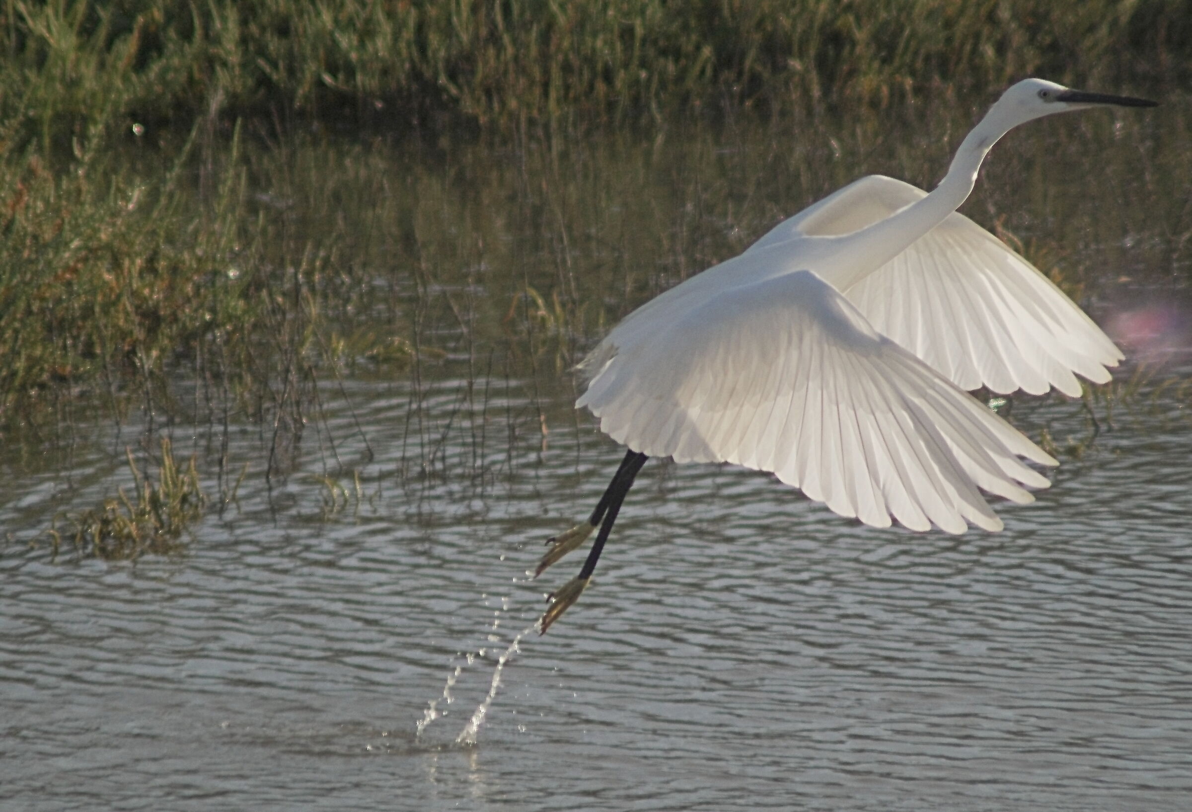Garzetta all'Alberese (Grosseto)