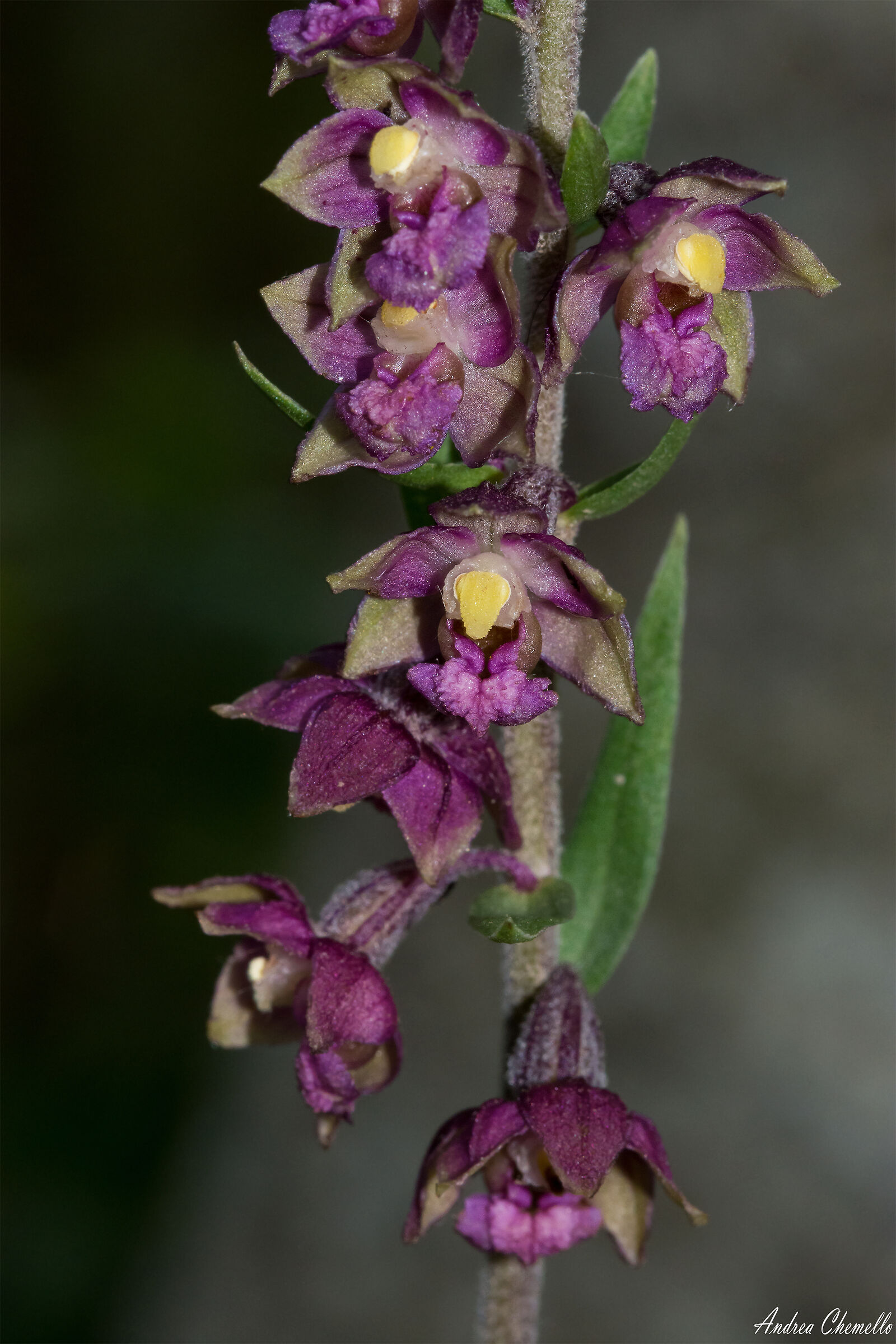 Elleborina violacea (Epipactis atrorubens)