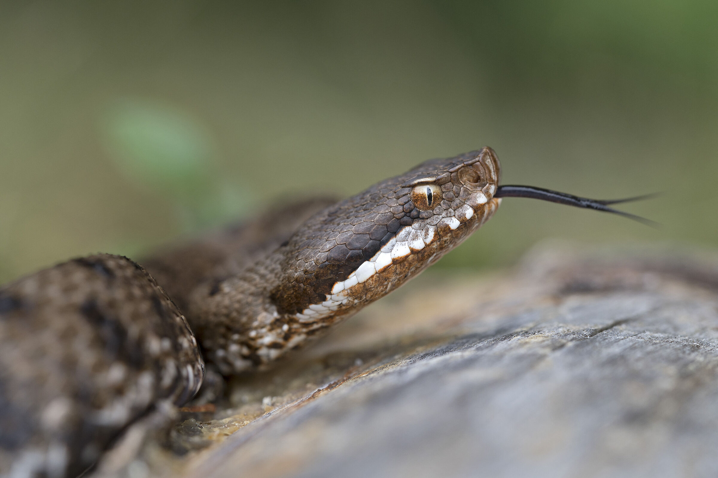 La vipera comune (Vipera aspis francisciredi)