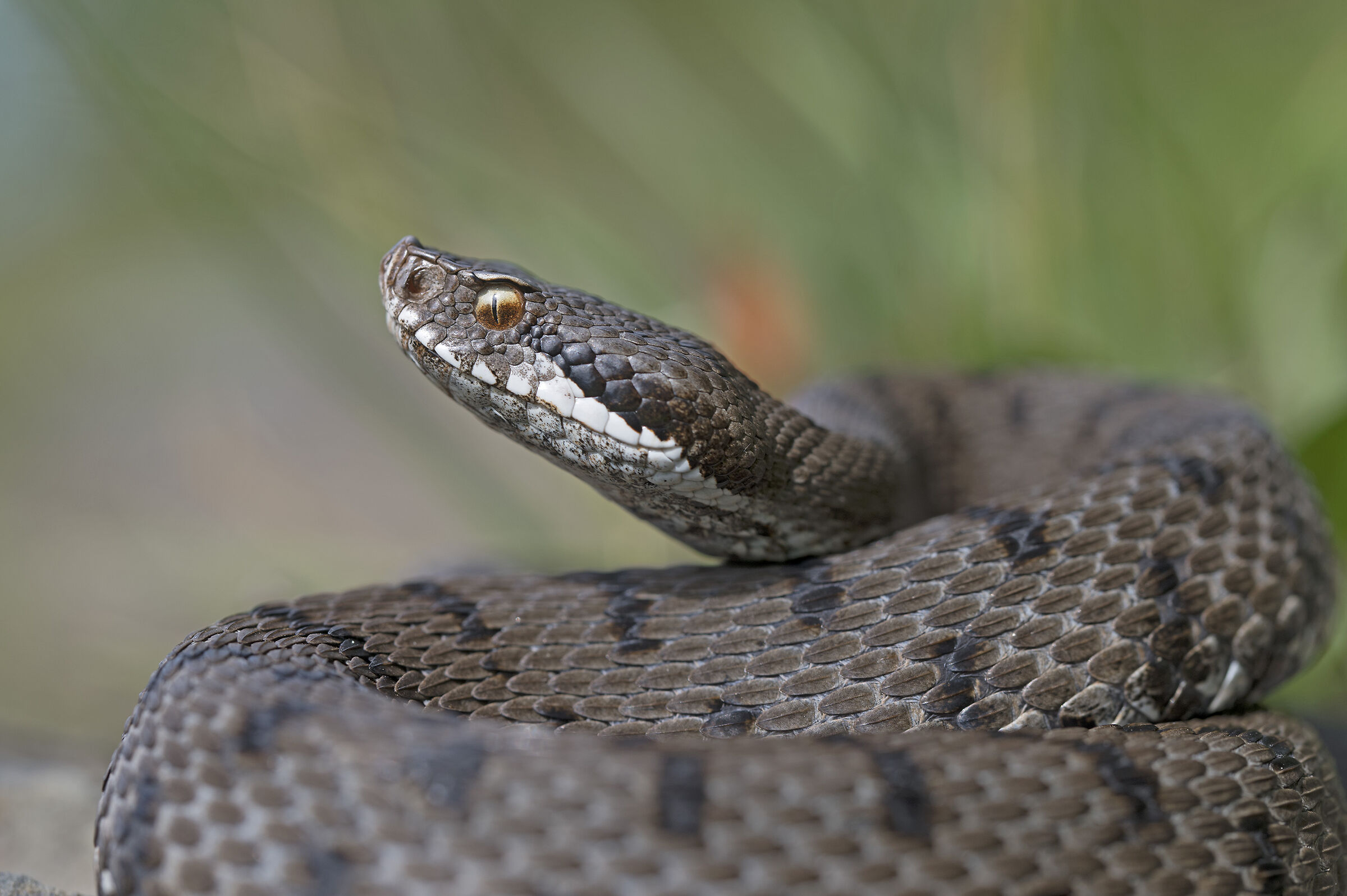 Vipera aspis francisciredi