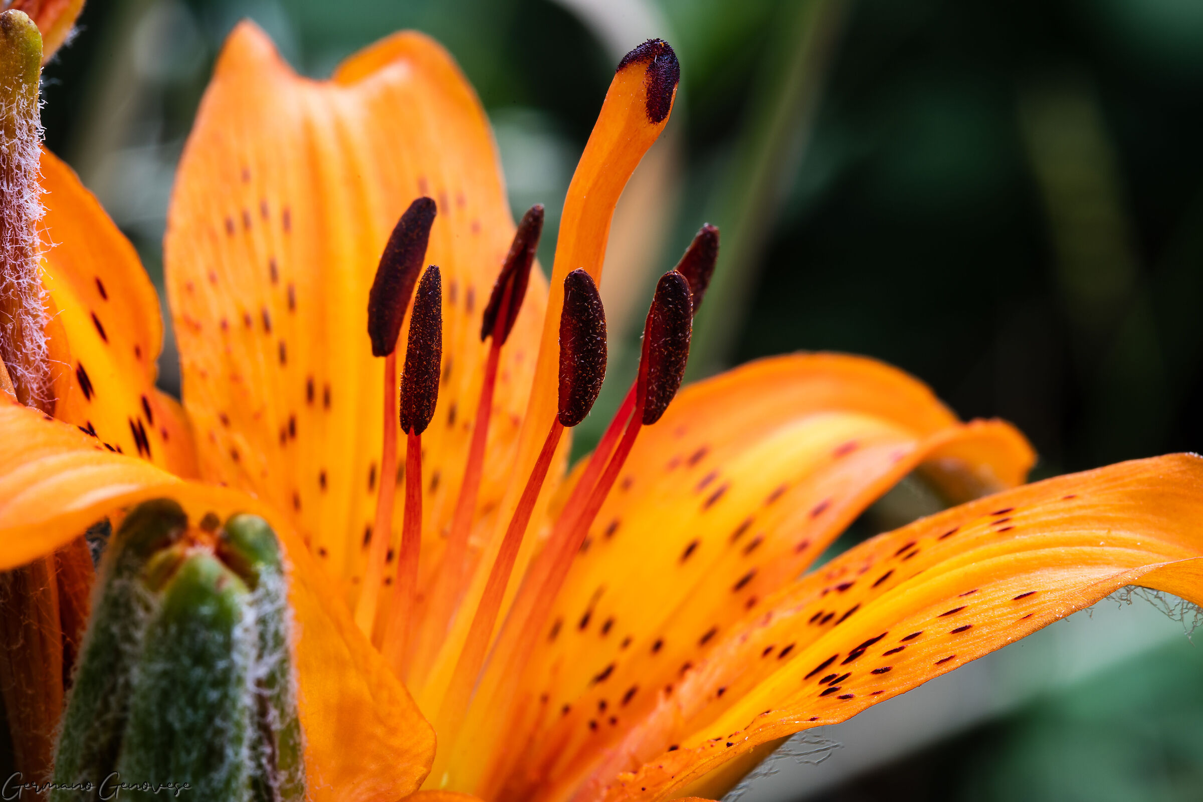 Giglio di San Giovanni