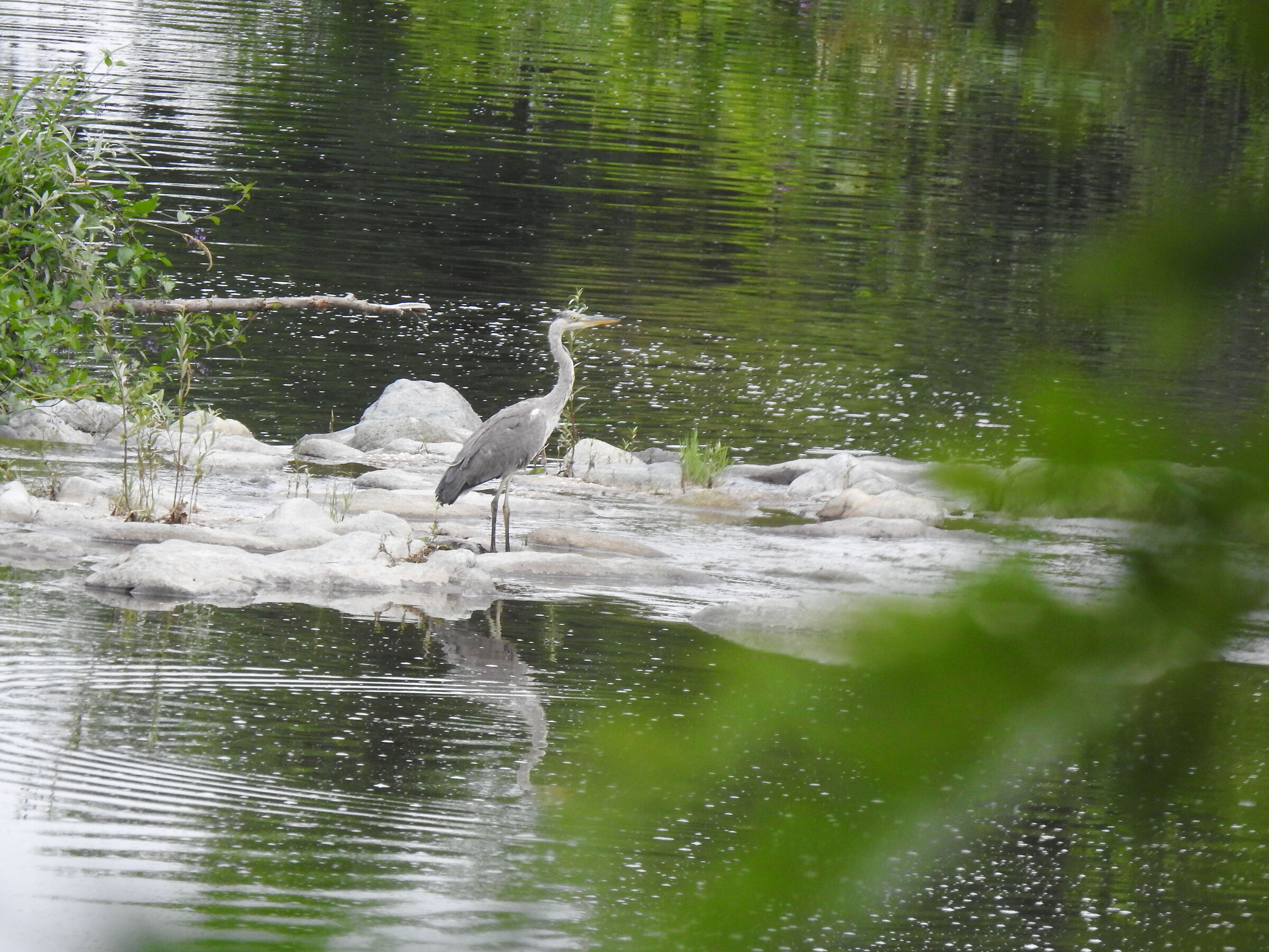 Heron cinerino to the stream
