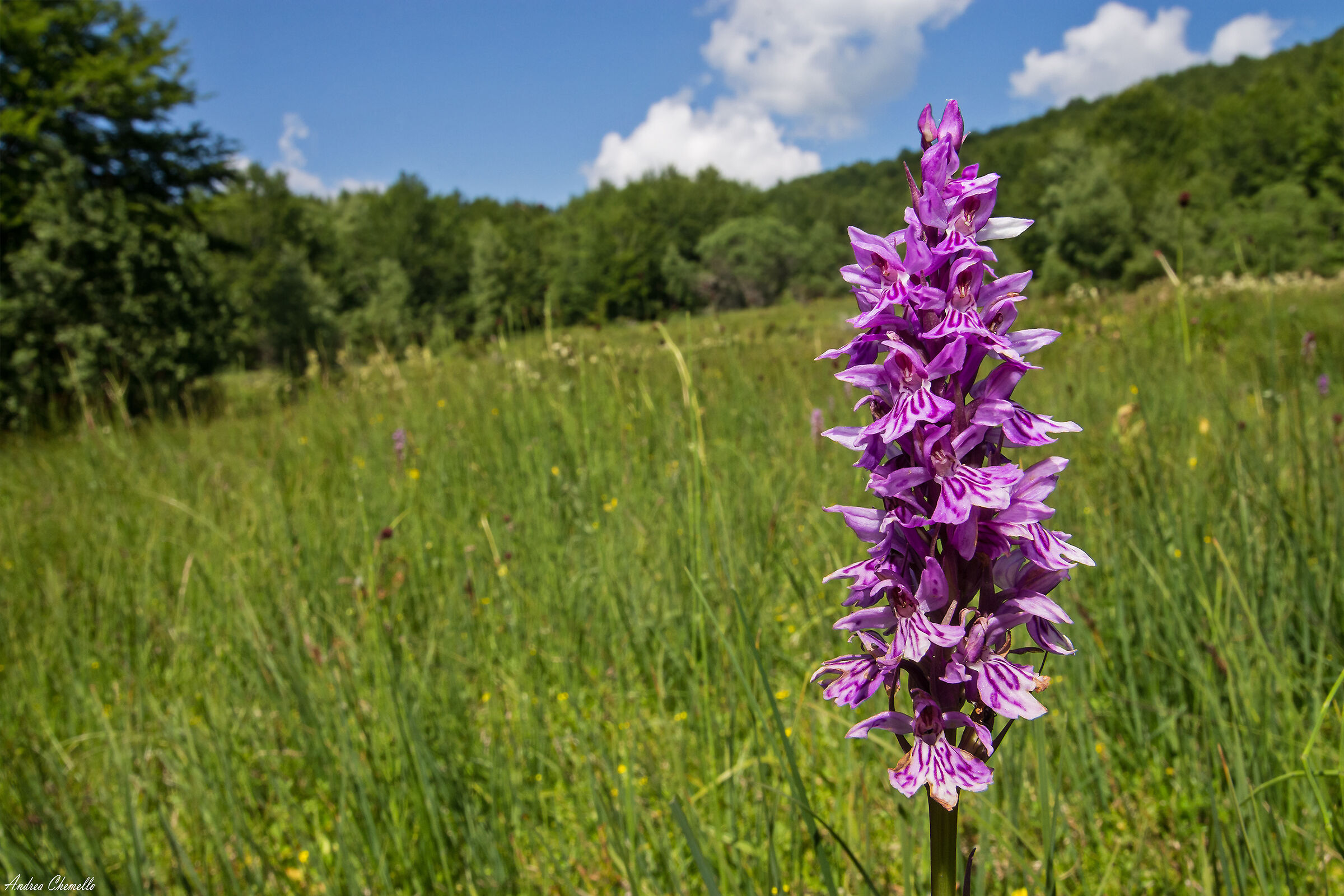 Dactylorhiza fuchsii